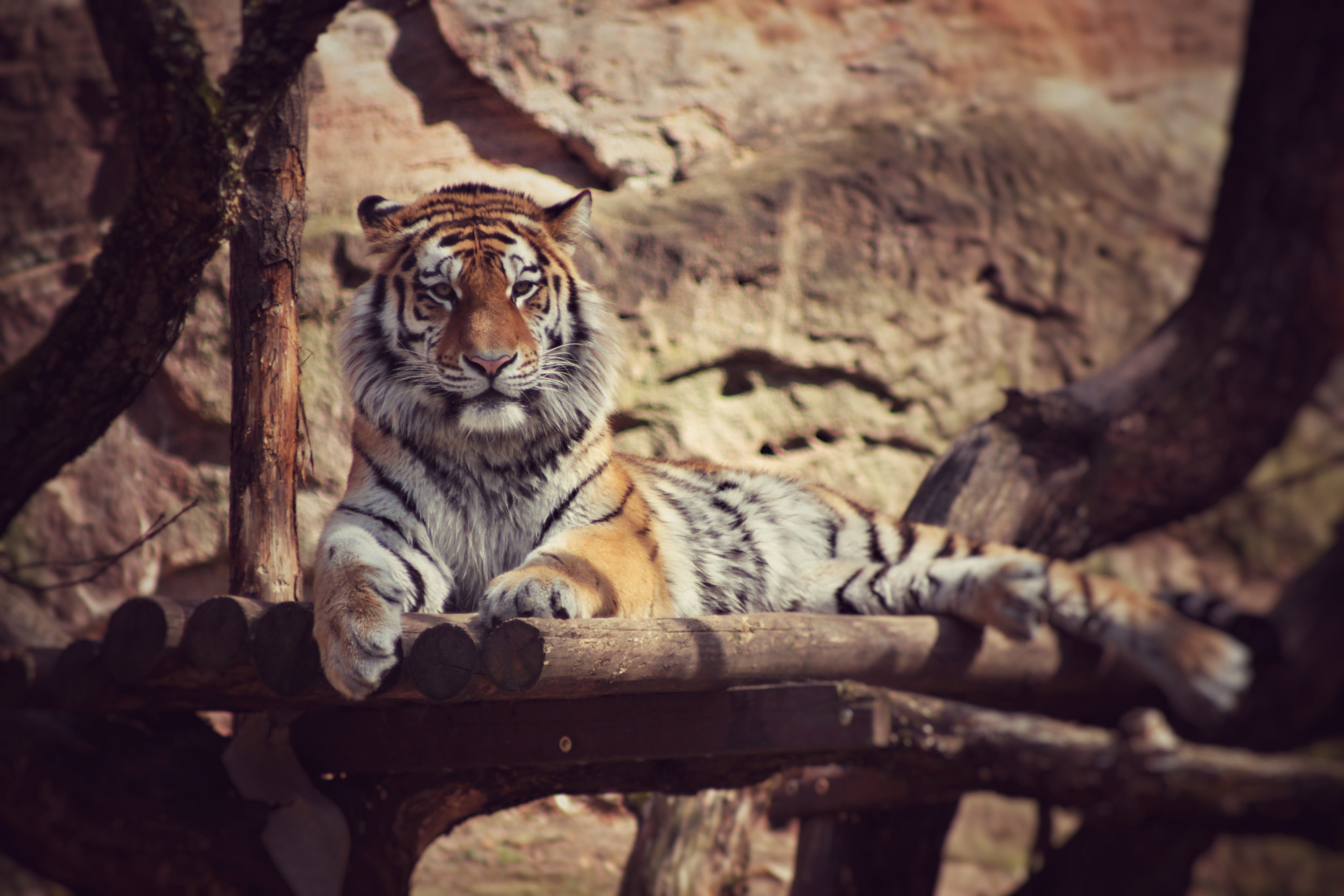 Canon EOS 7D sample photo. Tiger photography