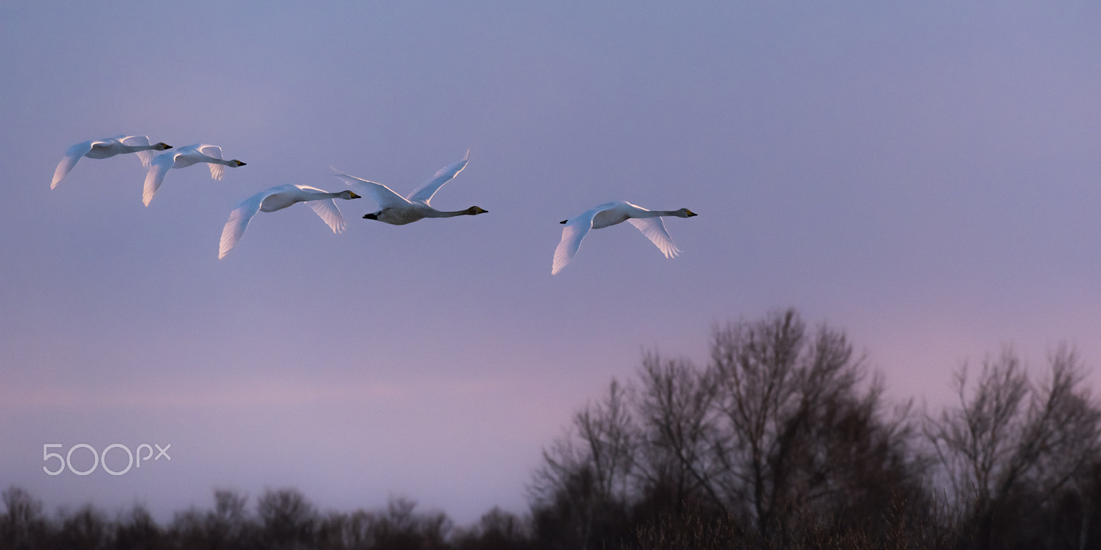 Nikon AF-S Nikkor 200-500mm F5.6E ED VR sample photo. Sun set  swan photography