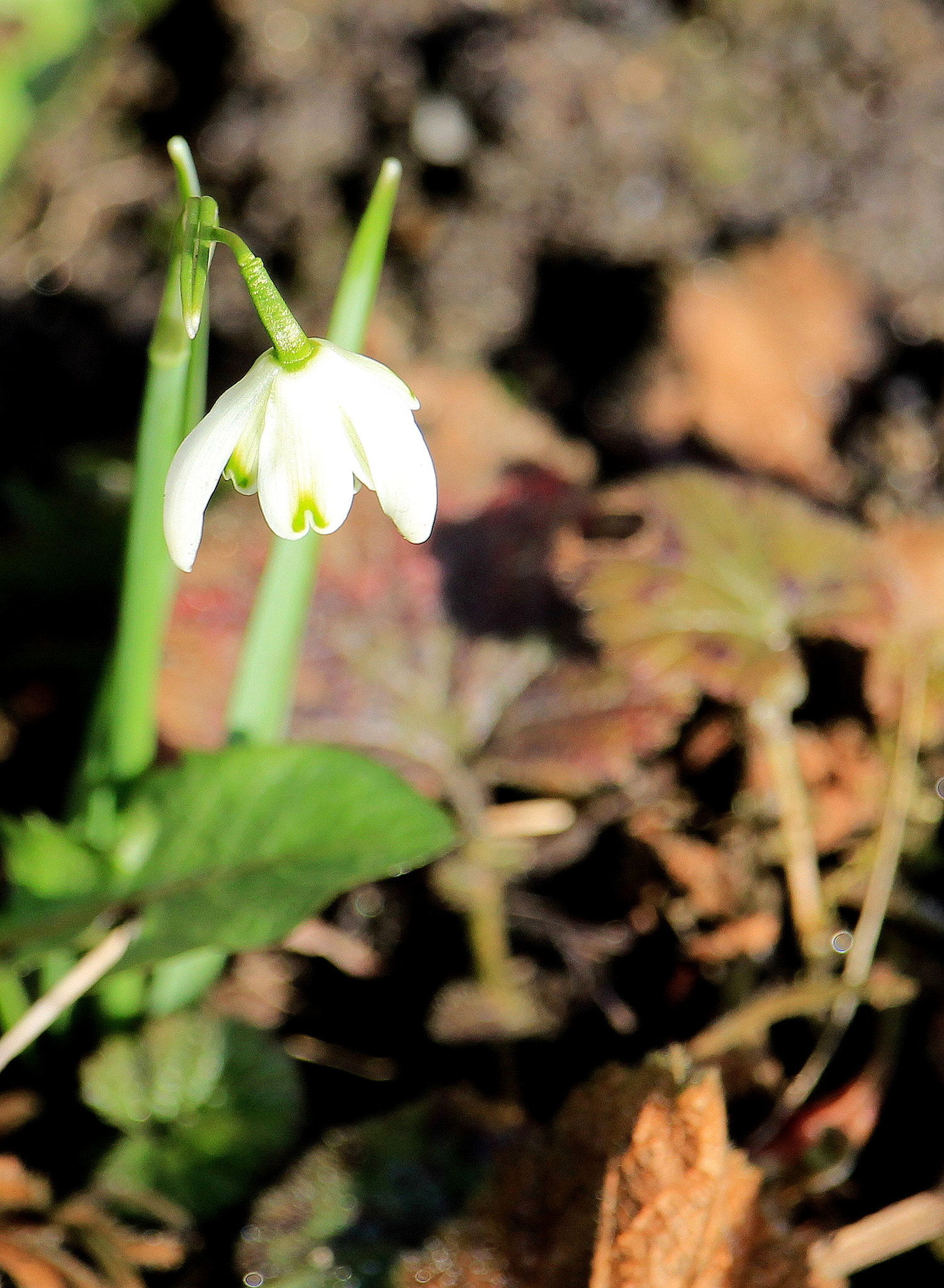 Canon EOS 100D (EOS Rebel SL1 / EOS Kiss X7) + Canon EF-S 55-250mm F4-5.6 IS STM sample photo. Snowdrop photography