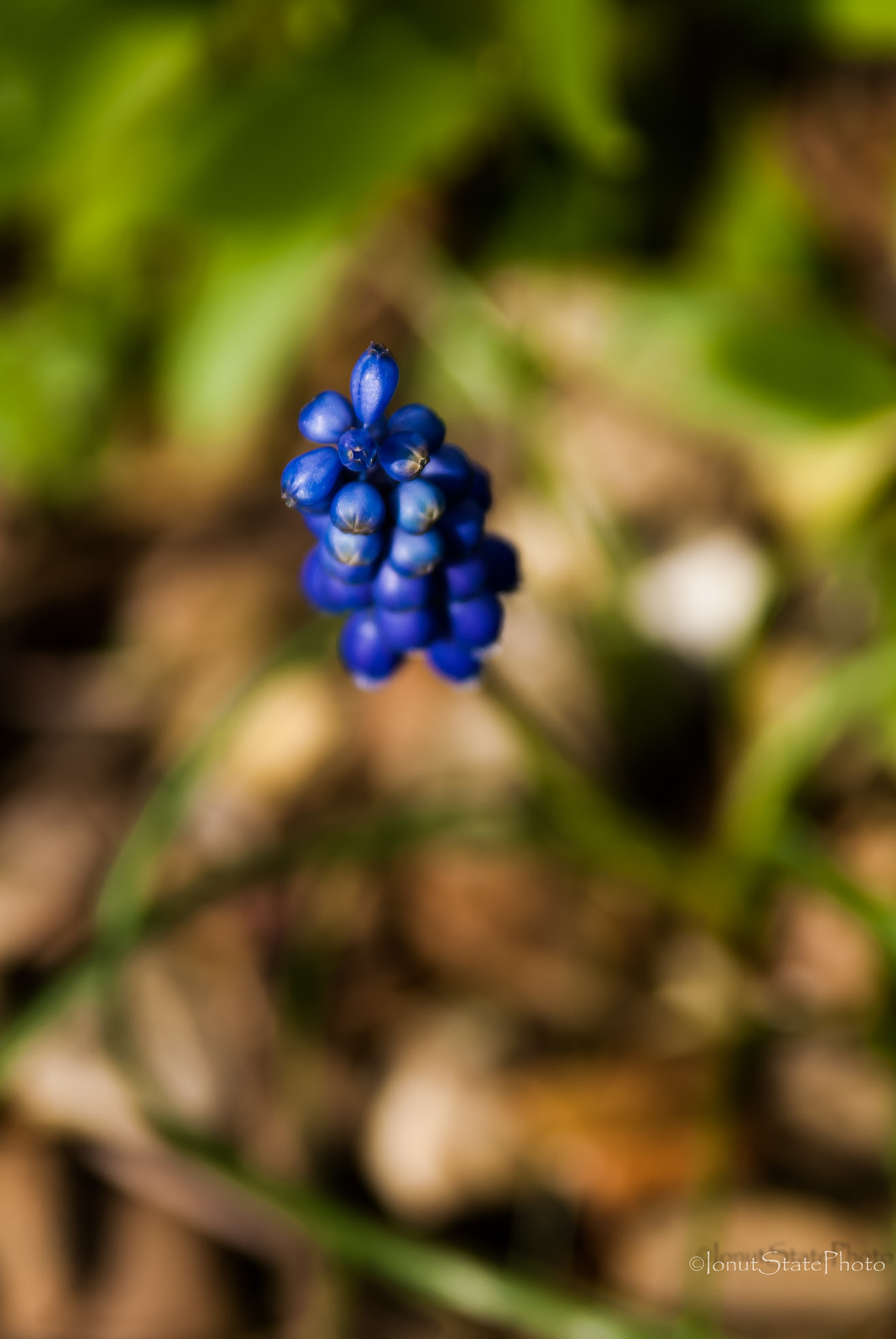 Sony Alpha DSLR-A200 sample photo. Earth hour photography
