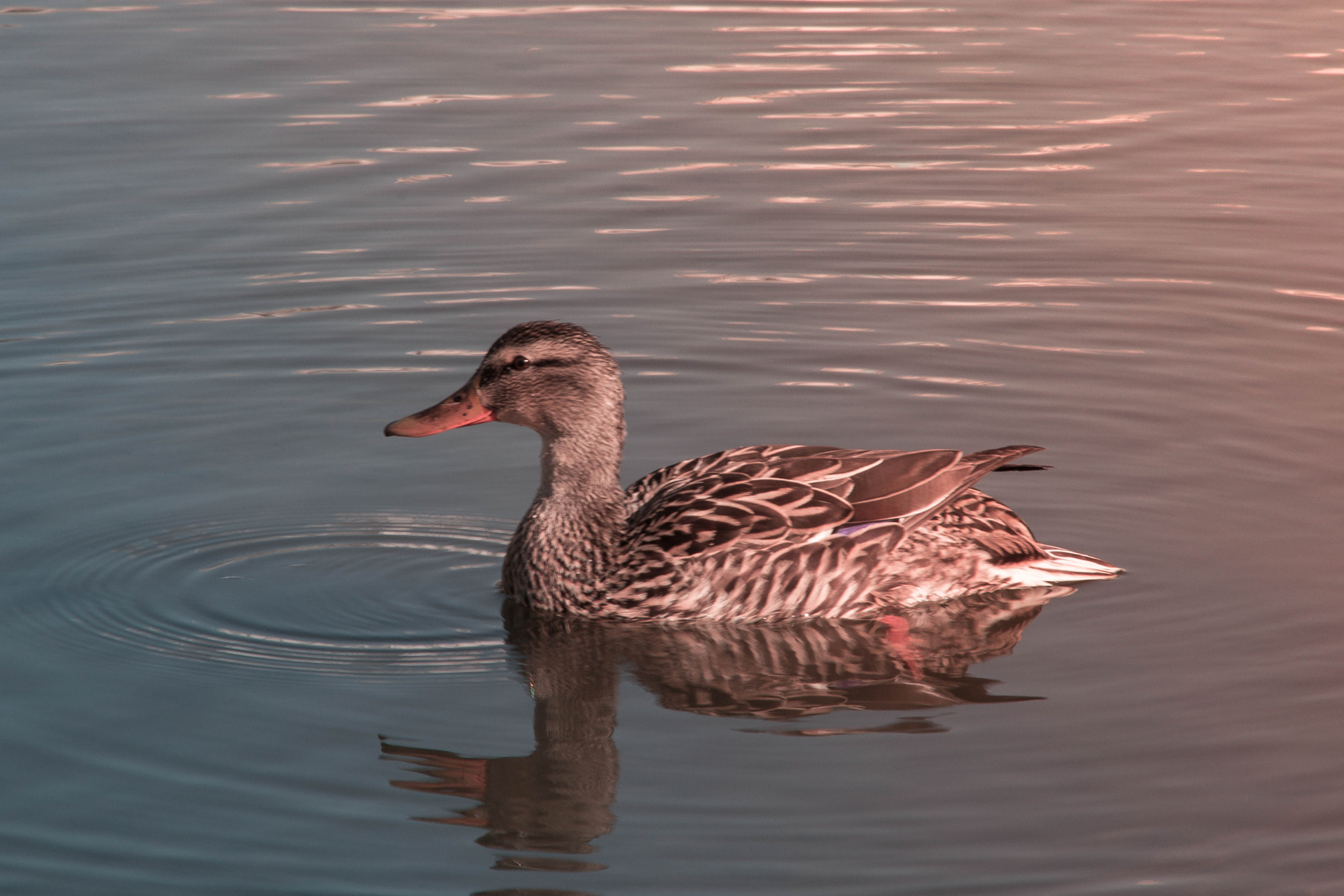 Nikon D5200 + Sigma 28-300mm F3.5-6.3 DG Macro sample photo. Canard photography