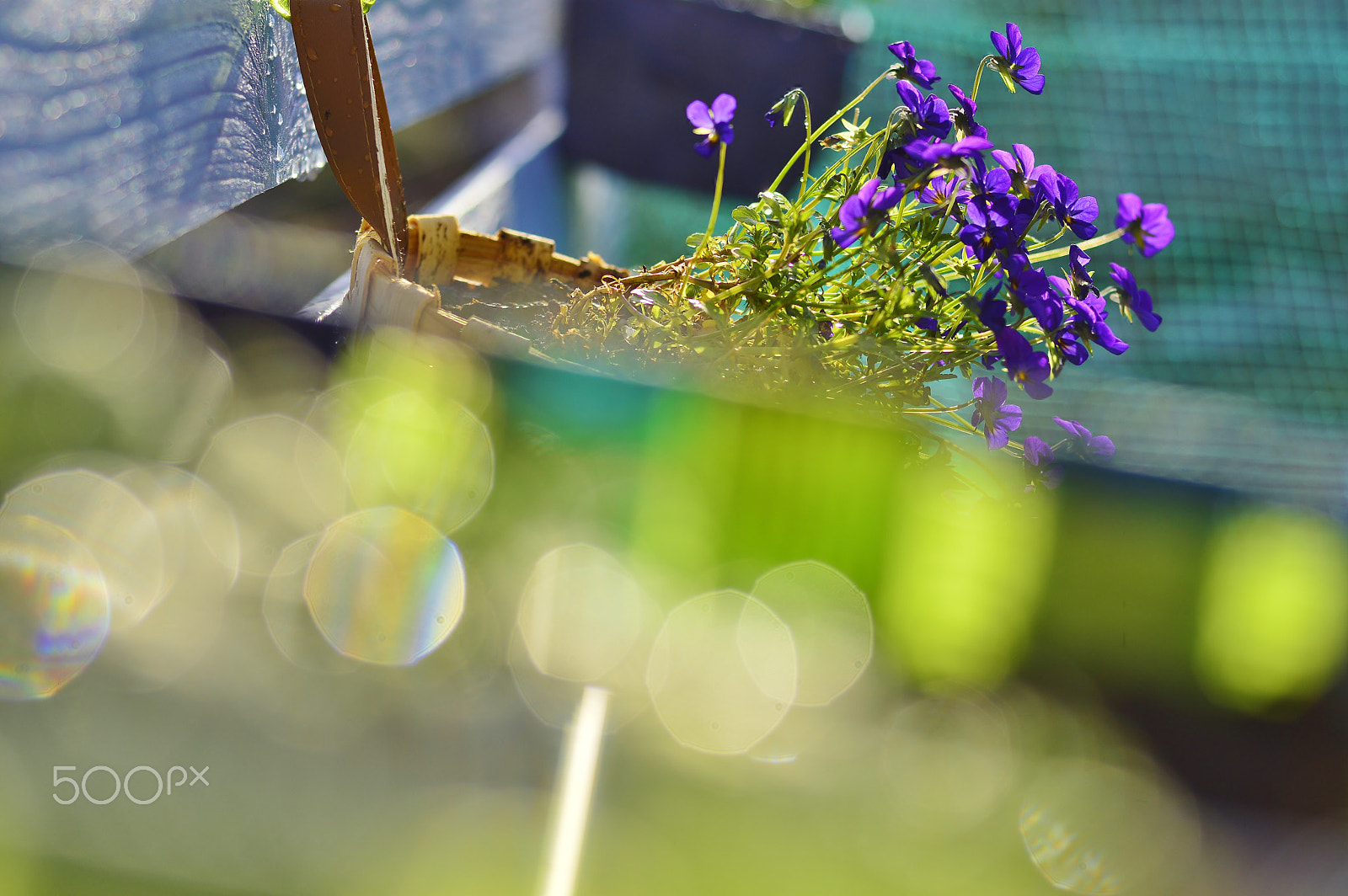 AF Micro-Nikkor 55mm f/2.8 sample photo. Garden nature......springtime photography