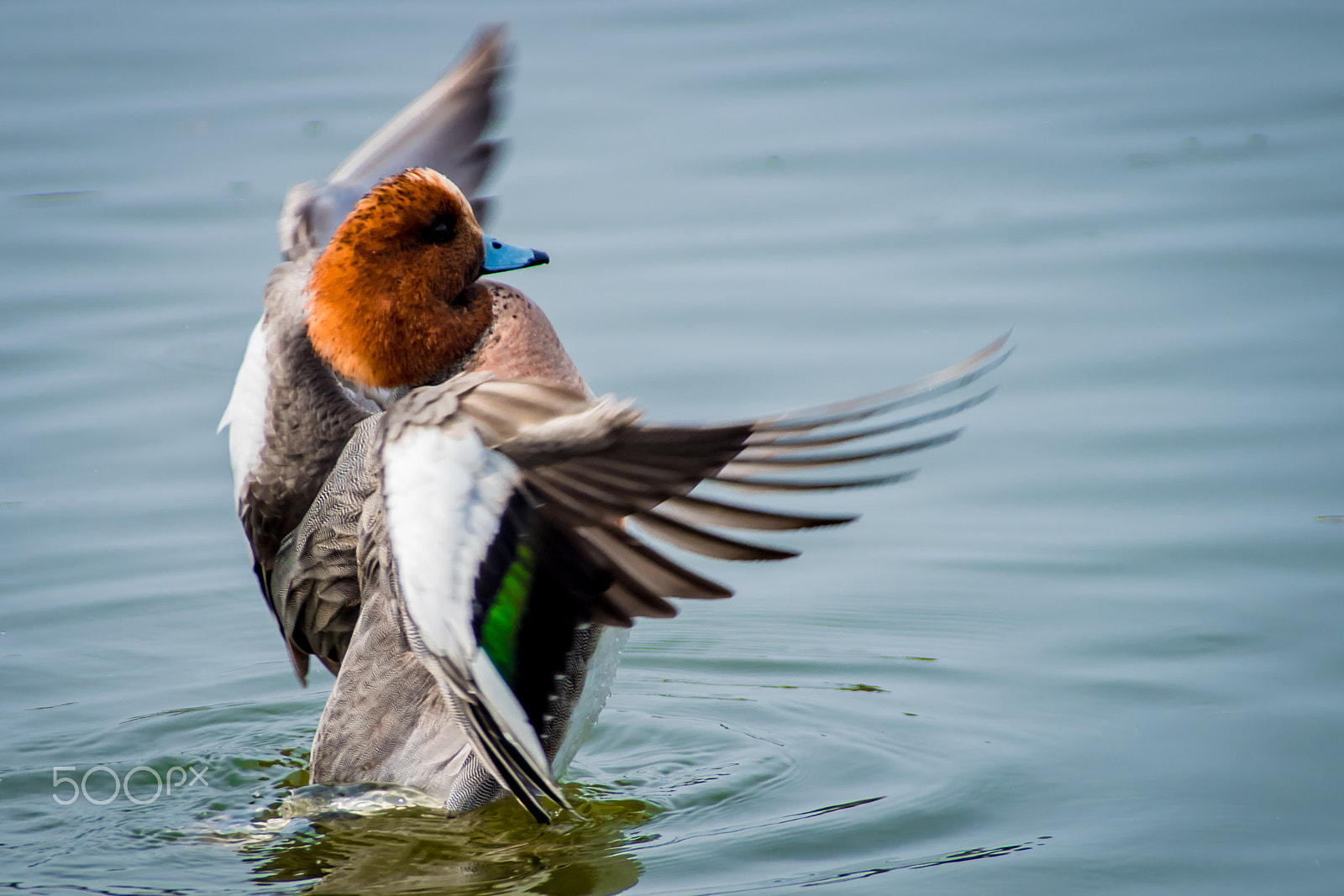 Pentax K-S2 sample photo. Eurasian wigeon photography