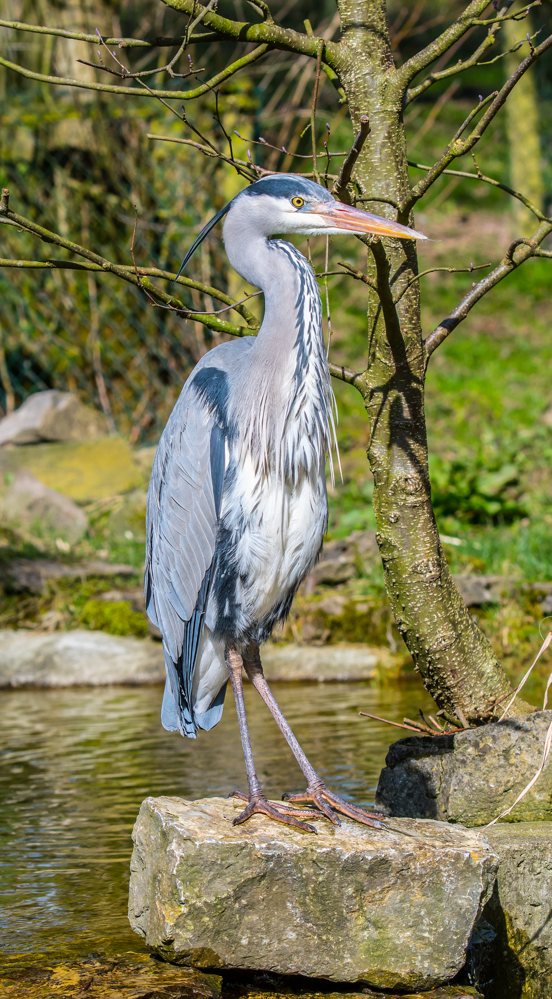 Nikon D500 sample photo. Fish heron photography