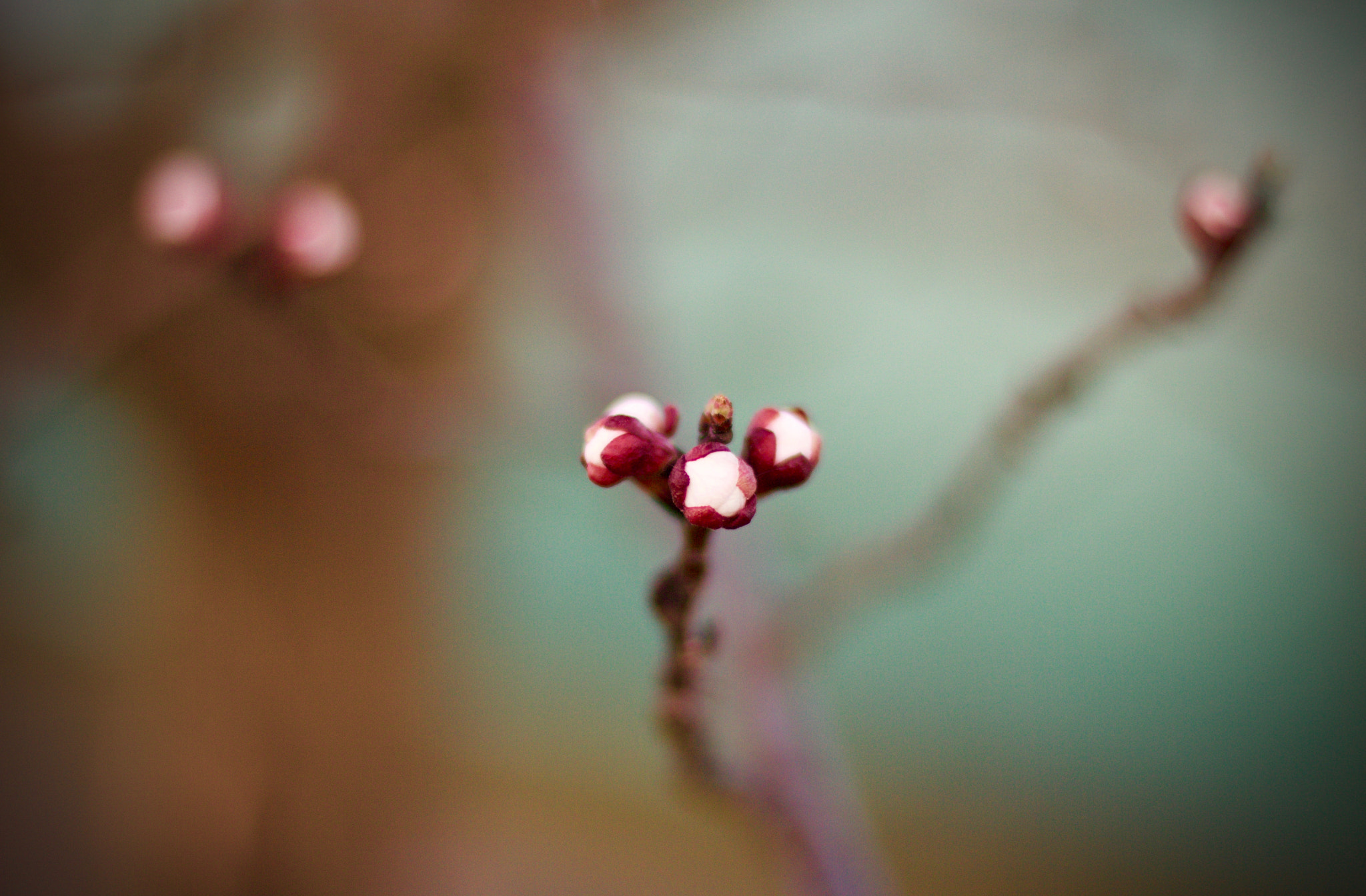 Canon EOS 60D + Canon EF 50mm F1.4 USM sample photo. Blooming photography