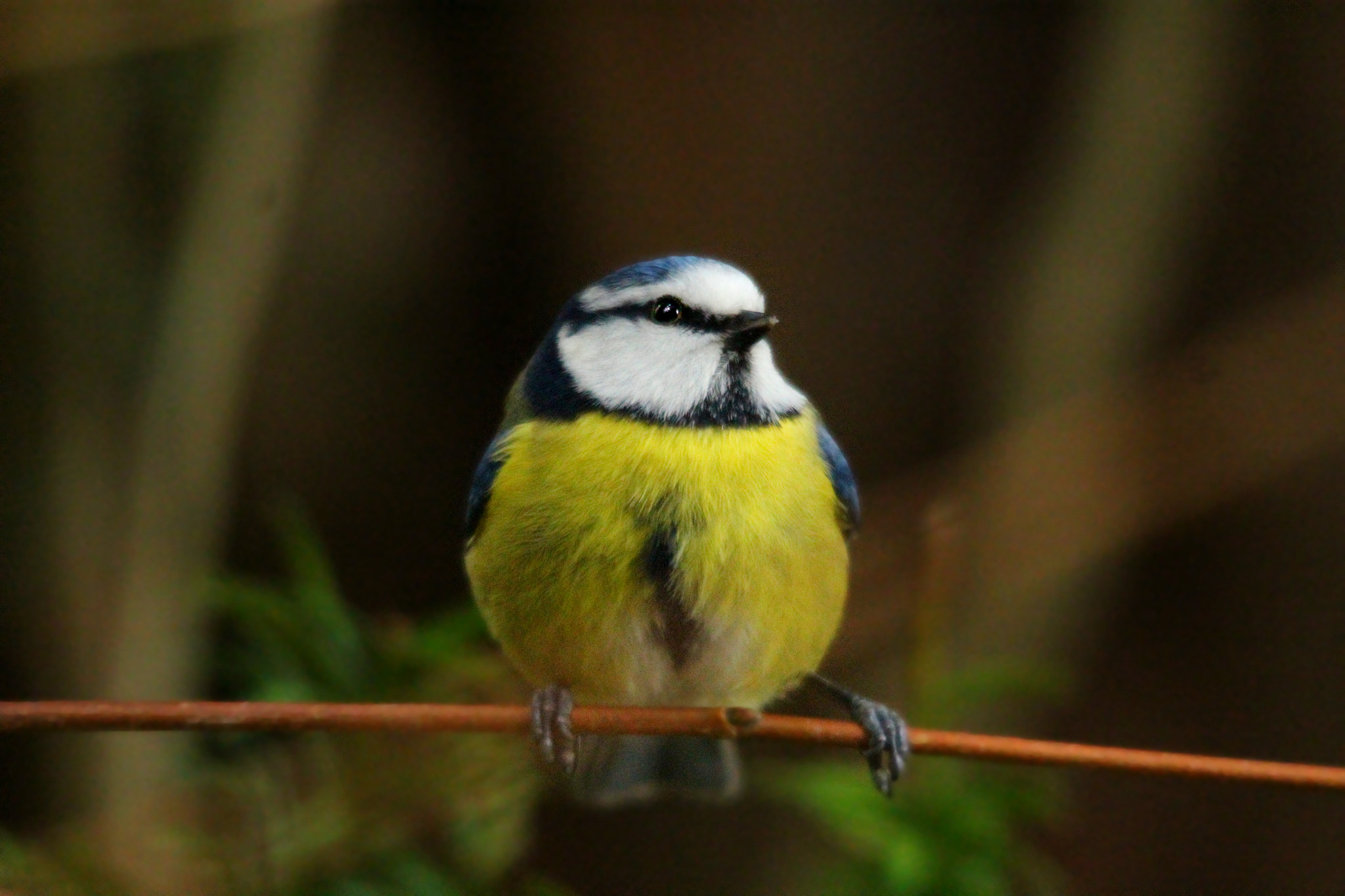 Sigma 150-500mm F5-6.3 DG OS HSM sample photo. Img photography