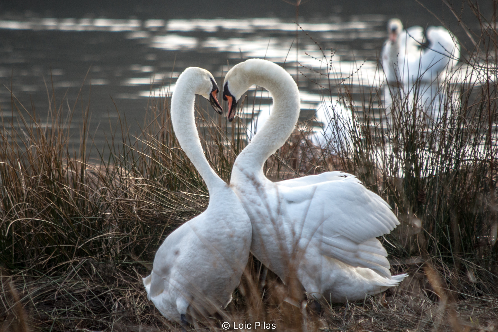 Canon EF 70-300mm F4-5.6 IS USM sample photo. Les cygnes amoureux photography