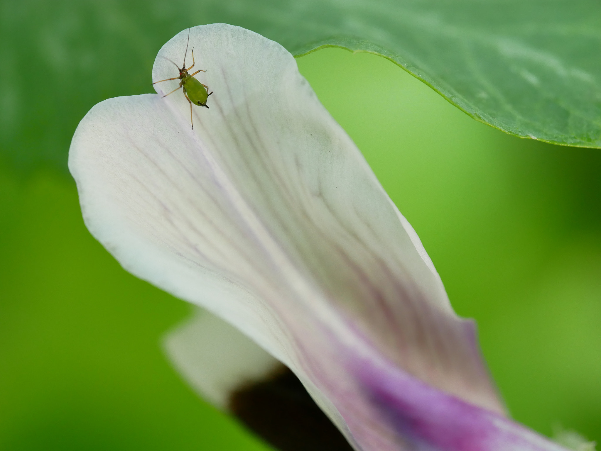 Panasonic Lumix DMC-GX85 (Lumix DMC-GX80 / Lumix DMC-GX7 Mark II) + Olympus M.Zuiko Digital ED 60mm F2.8 Macro sample photo. On the flower photography