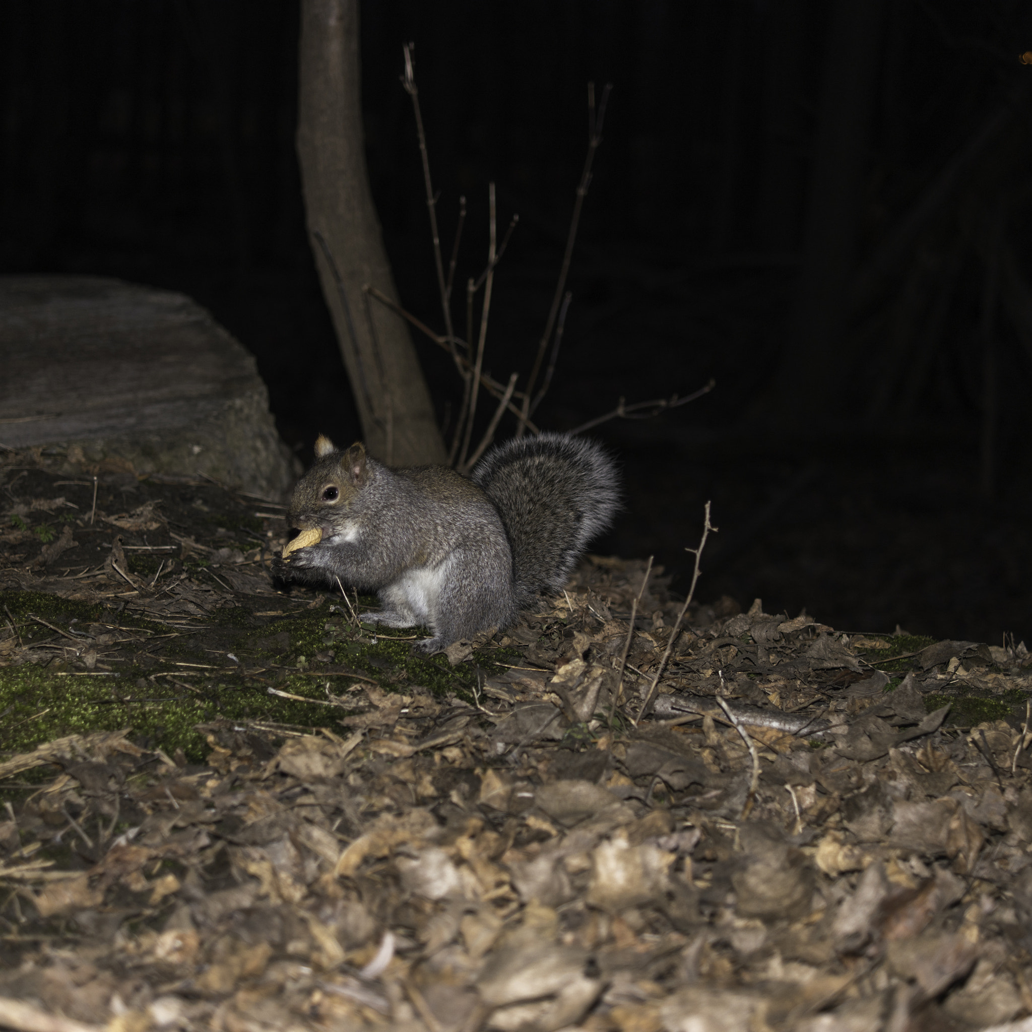 Samsung NX500 + Samsung NX 30mm F2 Pancake sample photo. Petite fringale nocturne photography