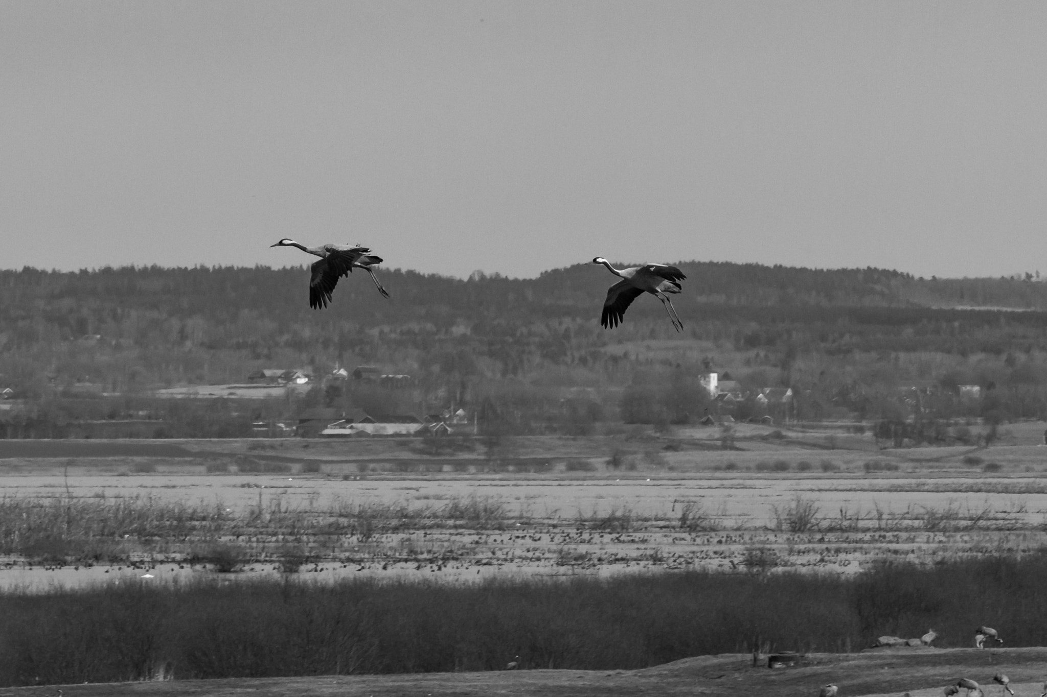 Canon EF 70-200mm F2.8L IS II USM sample photo. Cranes photography