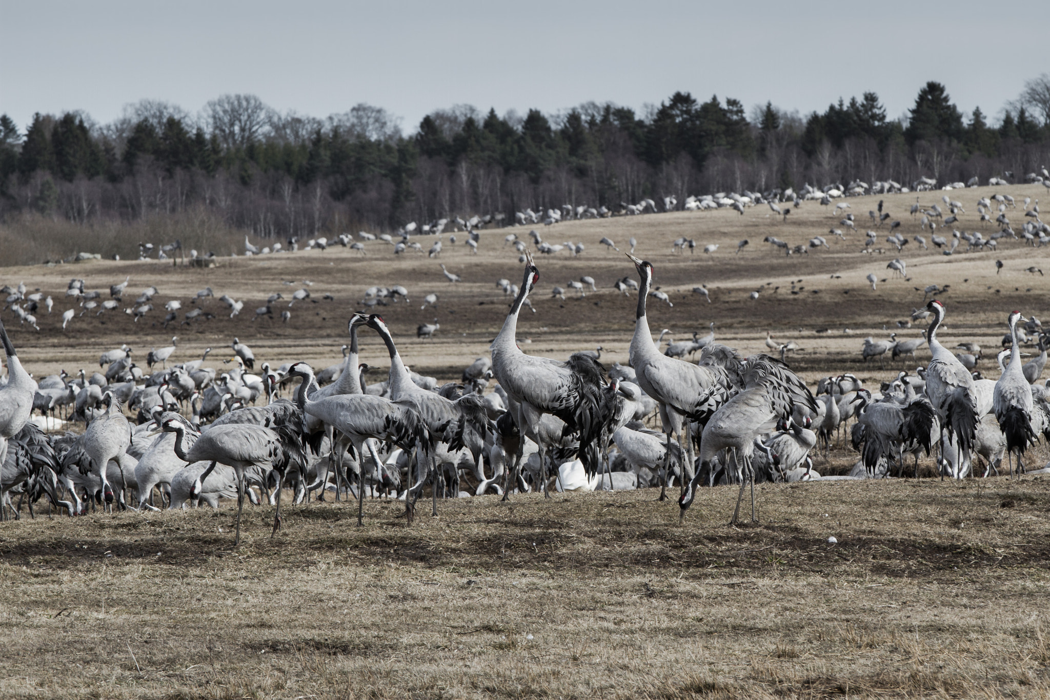 Canon EF 70-200mm F2.8L IS II USM sample photo. Cranes photography