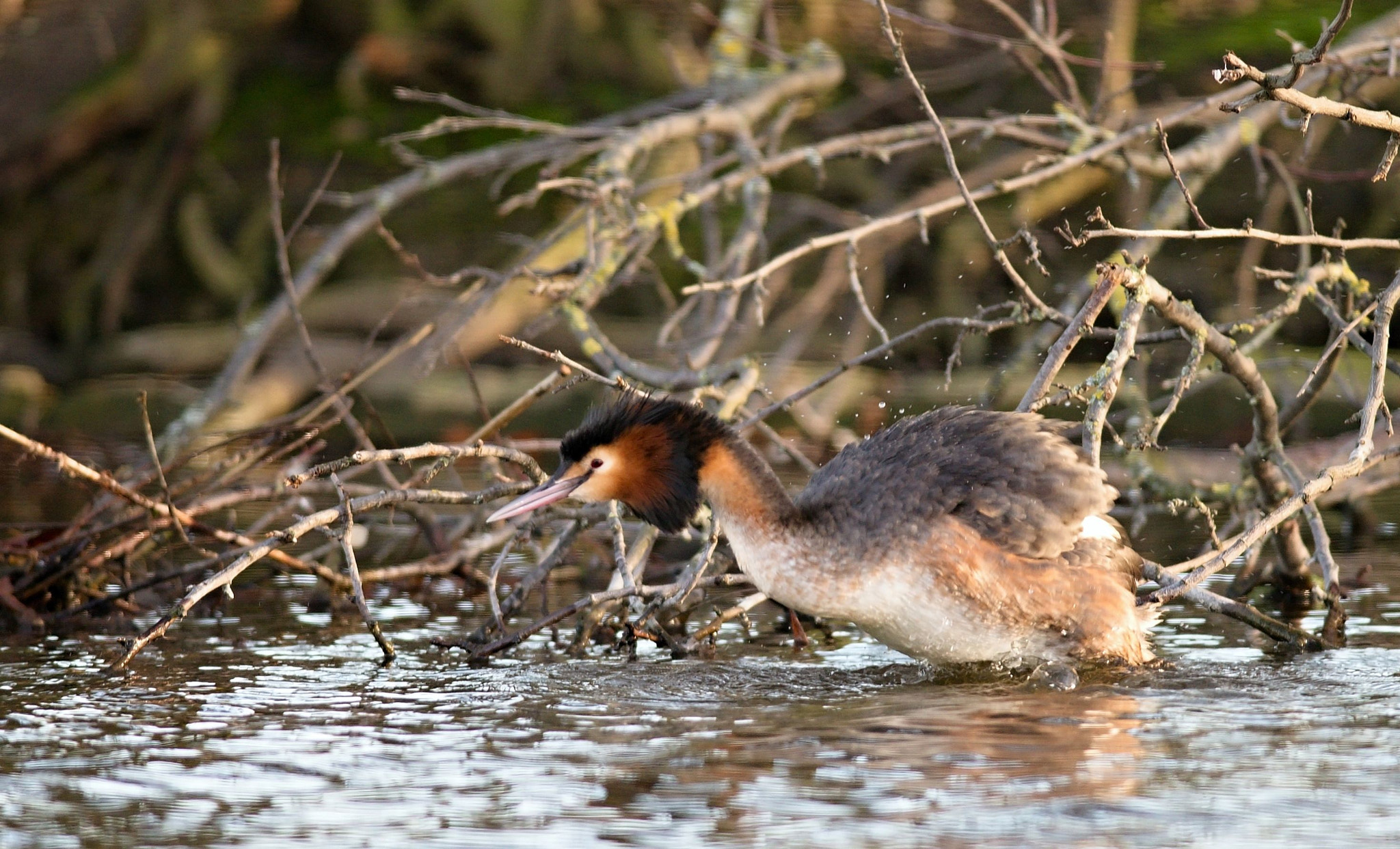 Nikon D610 + Nikon AF-S Nikkor 300mm F4D ED-IF sample photo. Great crested grebe photography