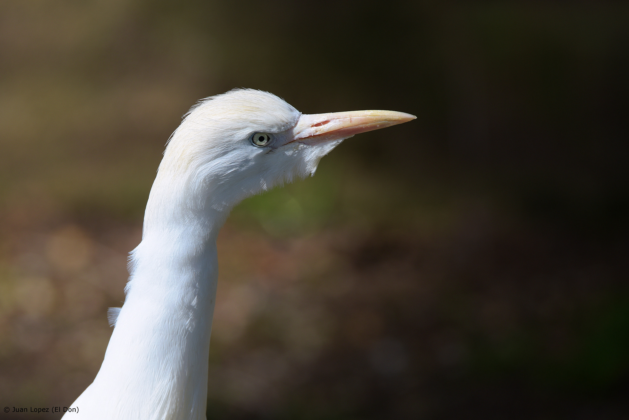 Nikon D810 sample photo. Bird photography