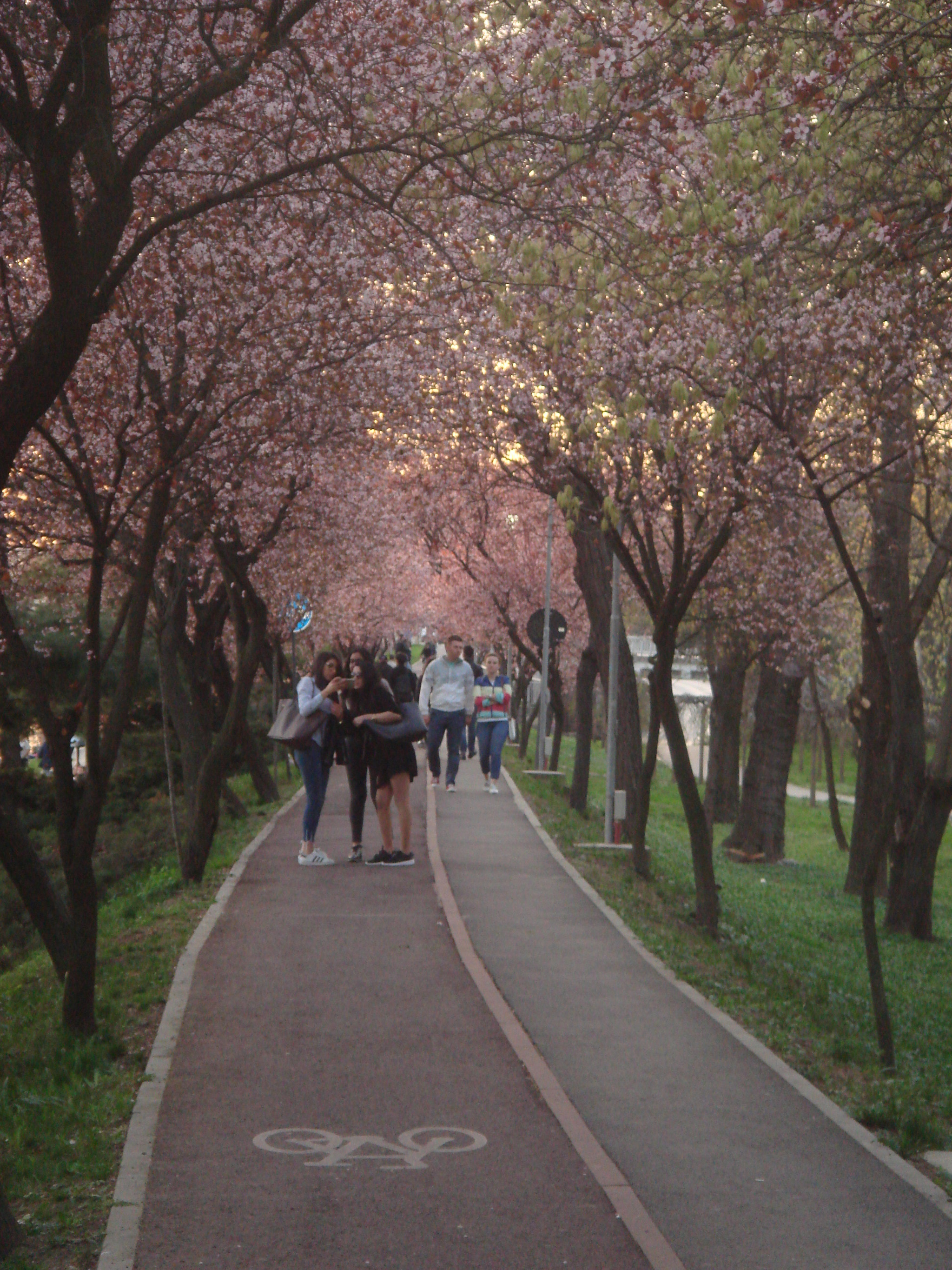 Sony DSC-T50 sample photo. Tunnel of love photography