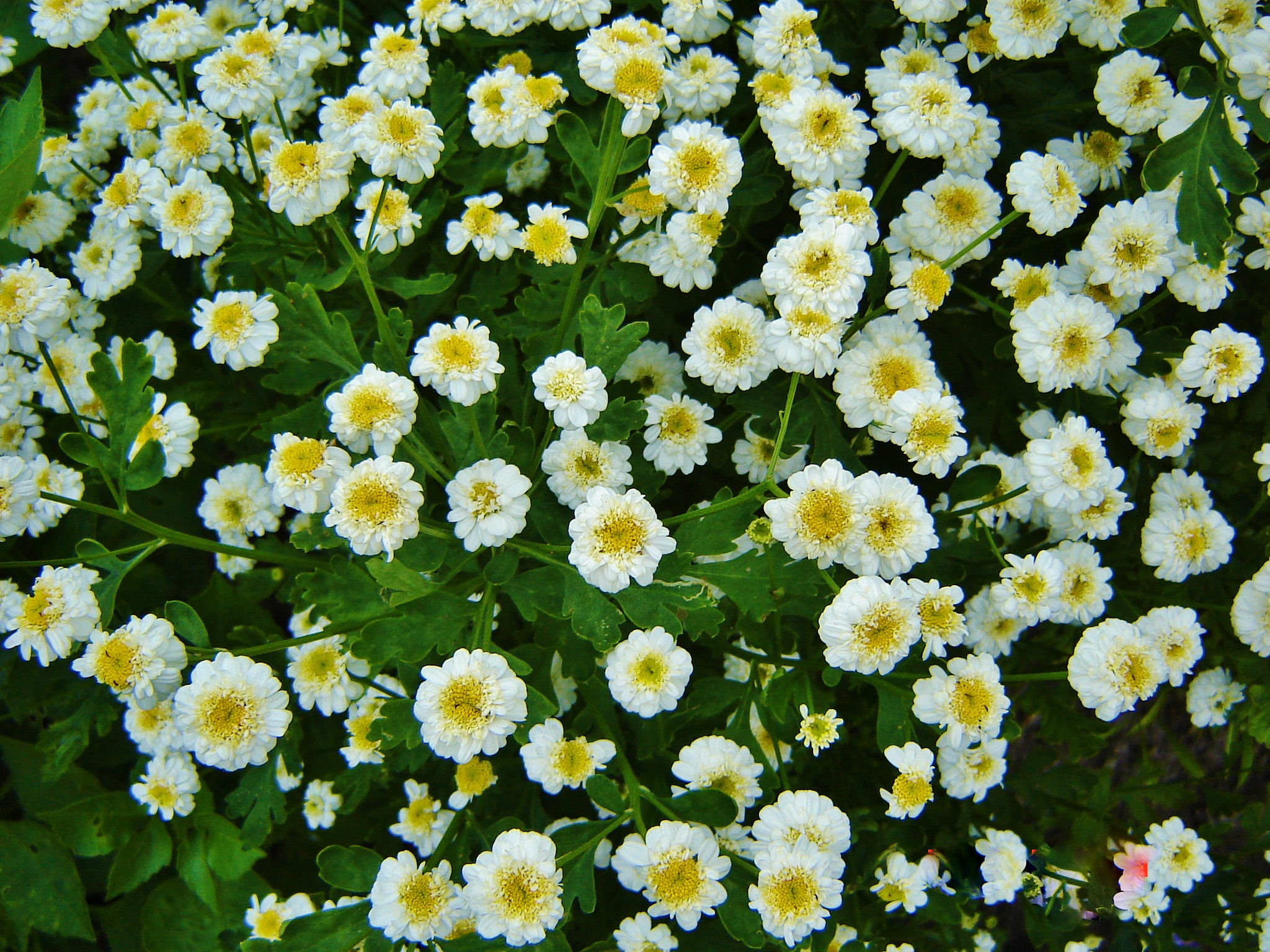 Sony DSC-S60 sample photo. Flowers photography