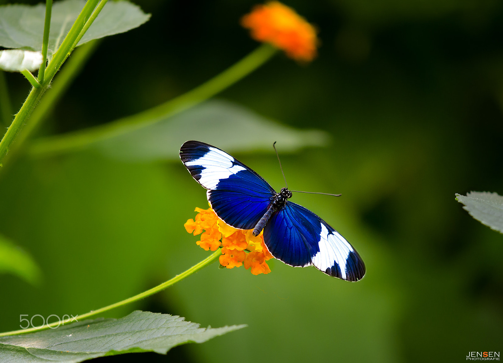 Nikon AF-S DX Micro-Nikkor 85mm F3.5G ED VR sample photo. Artwork of nature photography