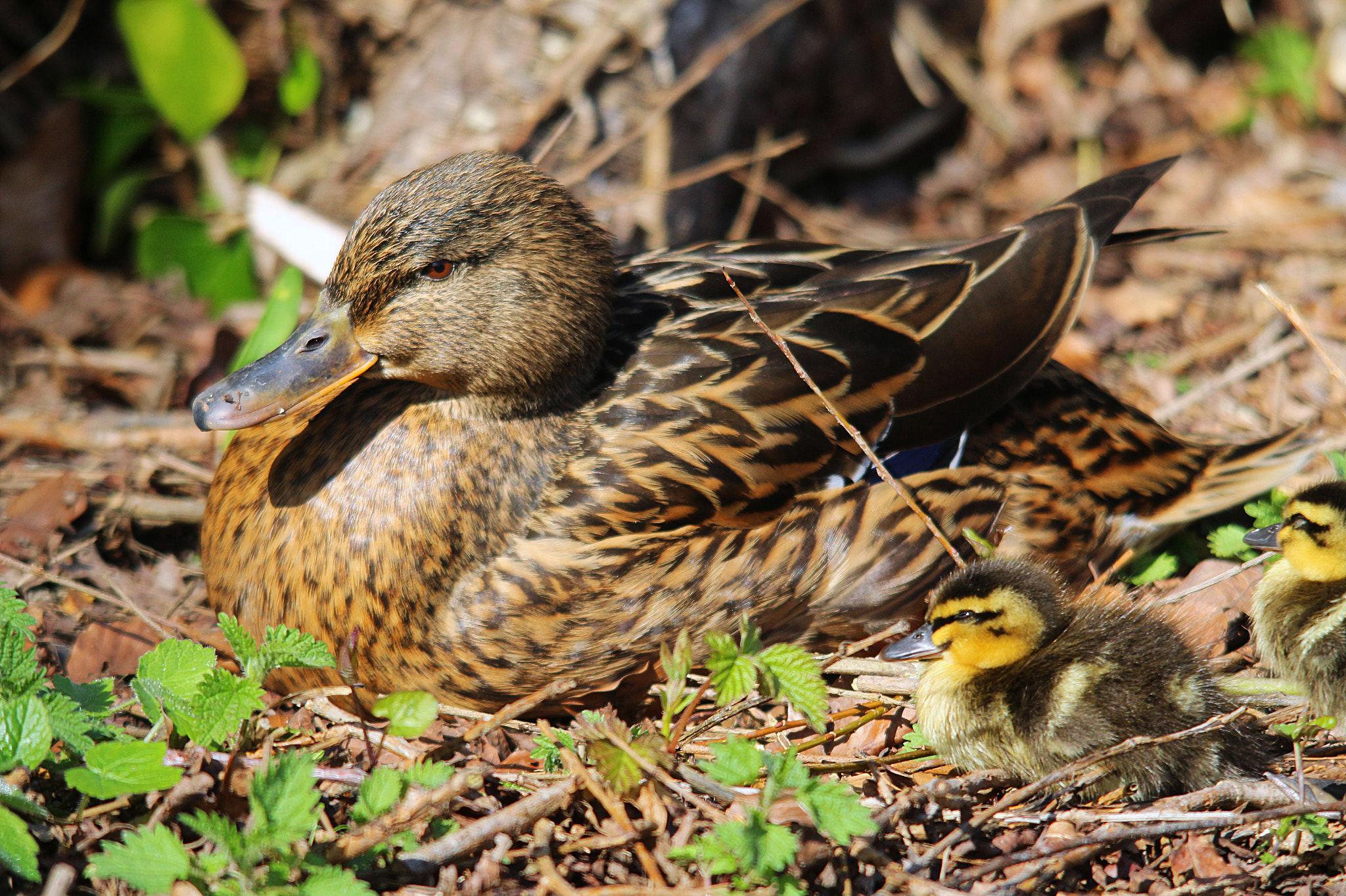 Sigma 150-500mm F5-6.3 DG OS HSM sample photo. Img photography