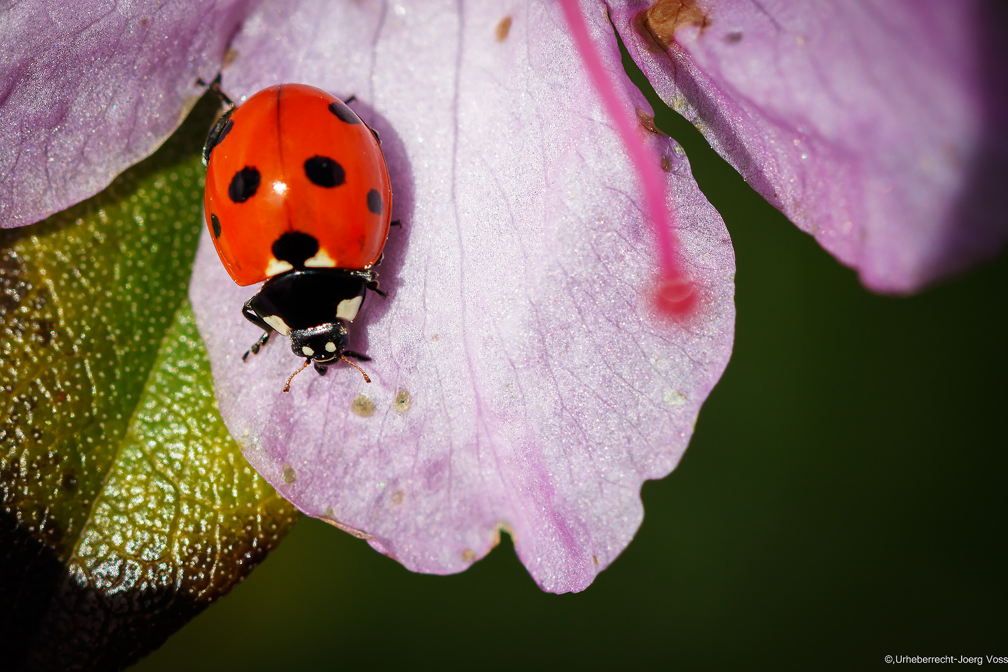 Canon EF 100mm F2.8L Macro IS USM sample photo. Ladybug photography