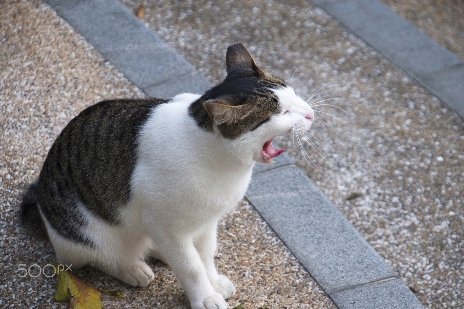Nikon D5500 sample photo. Cat yawn photography