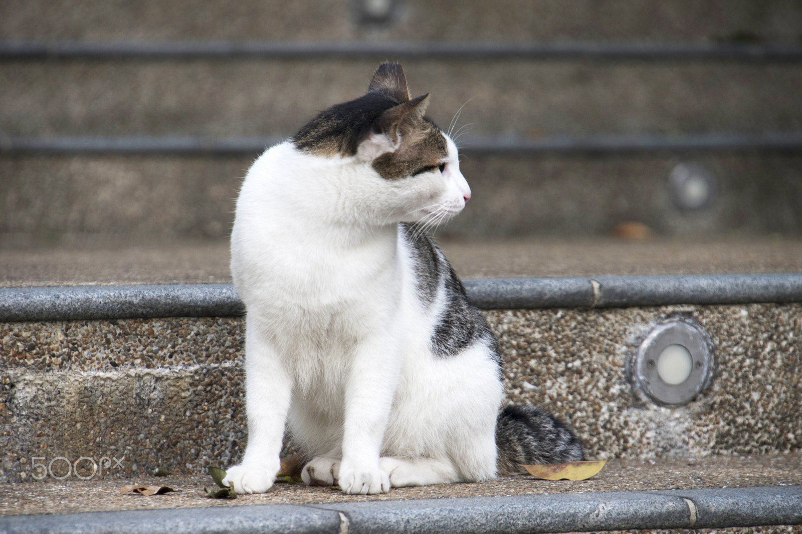 Nikon D5500 sample photo. Cat looking away photography