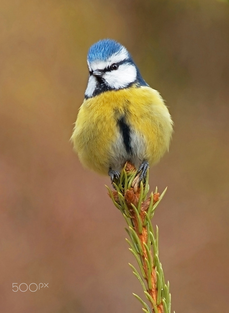 Canon EF 200mm F2.8L II USM sample photo. Blue tit photography