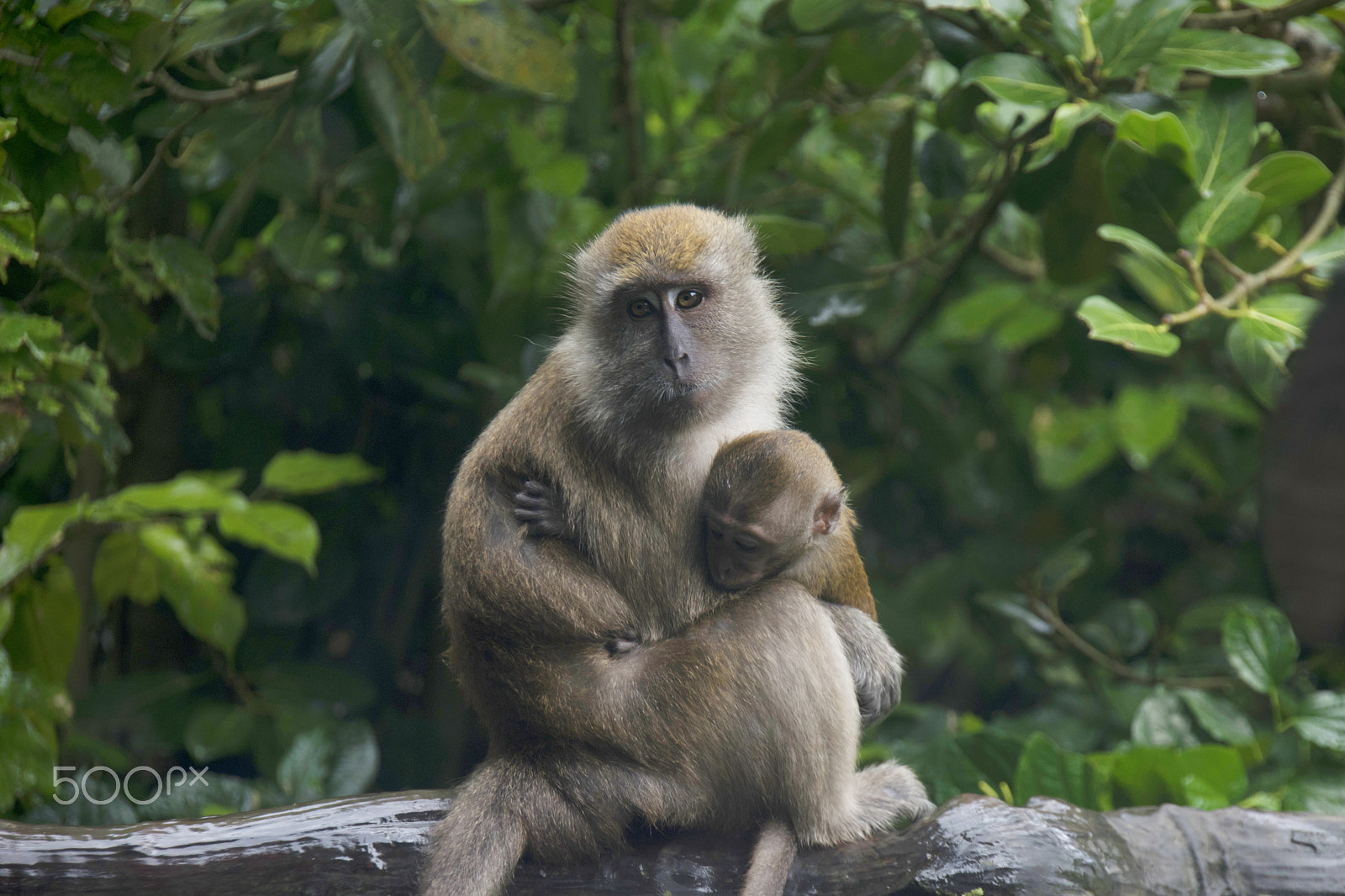 Nikon D5500 + Tamron AF 18-270mm F3.5-6.3 Di II VC LD Aspherical (IF) MACRO sample photo. Monkey mother and son photography