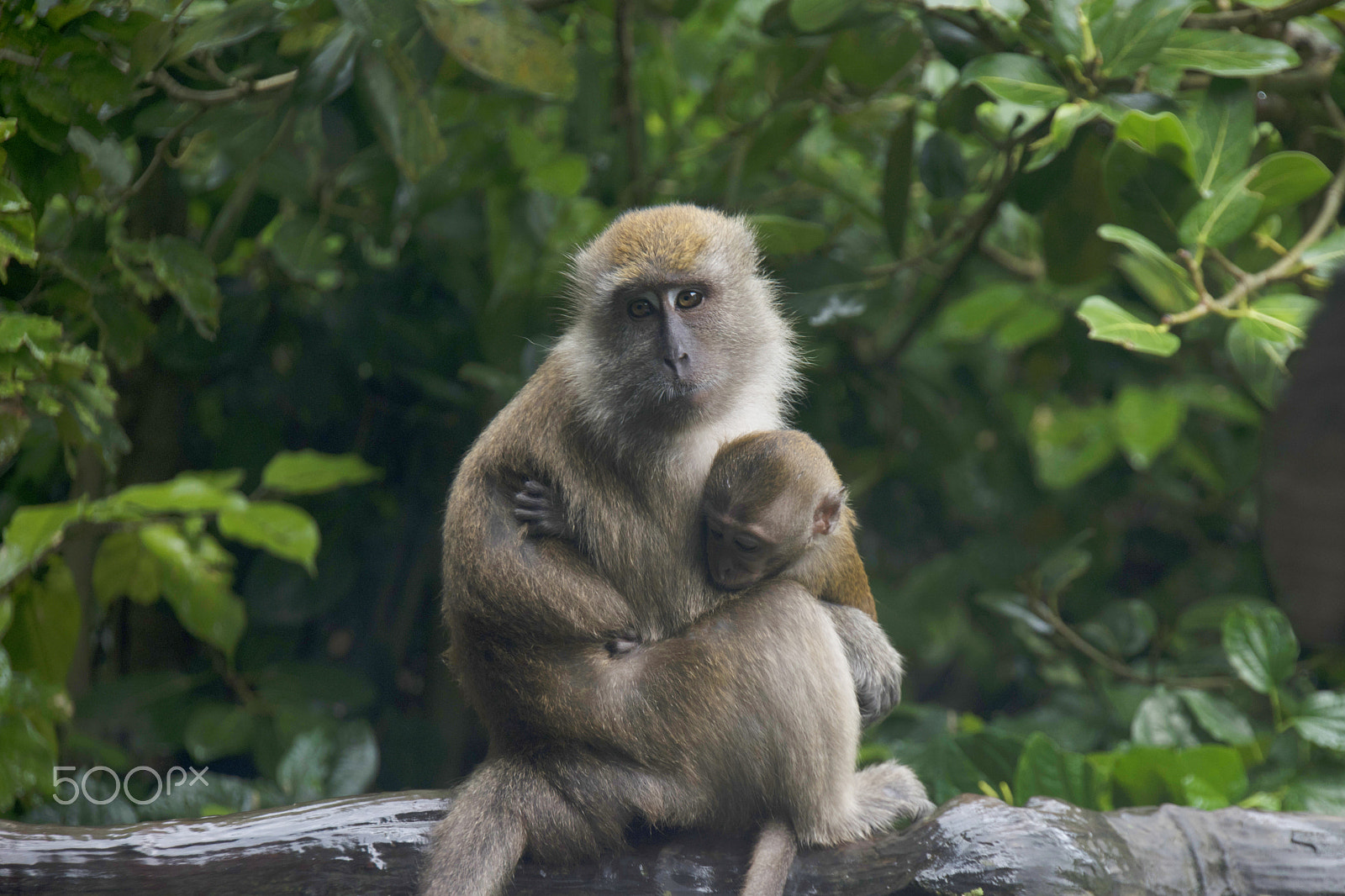 Nikon D5500 sample photo. Monkey mother and son photography