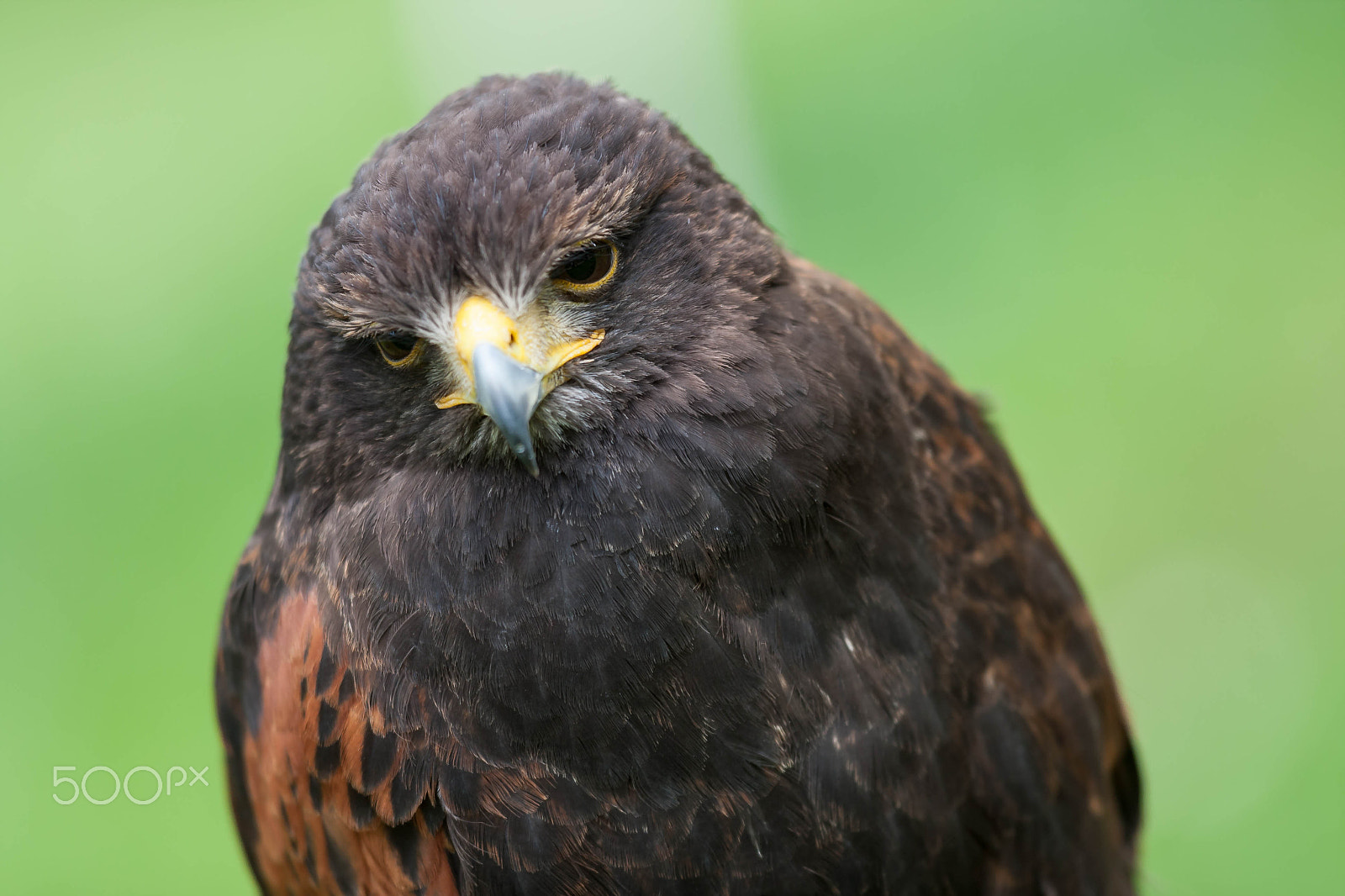 Canon EOS 40D + Canon EF 300mm F2.8L IS USM sample photo. Img photography