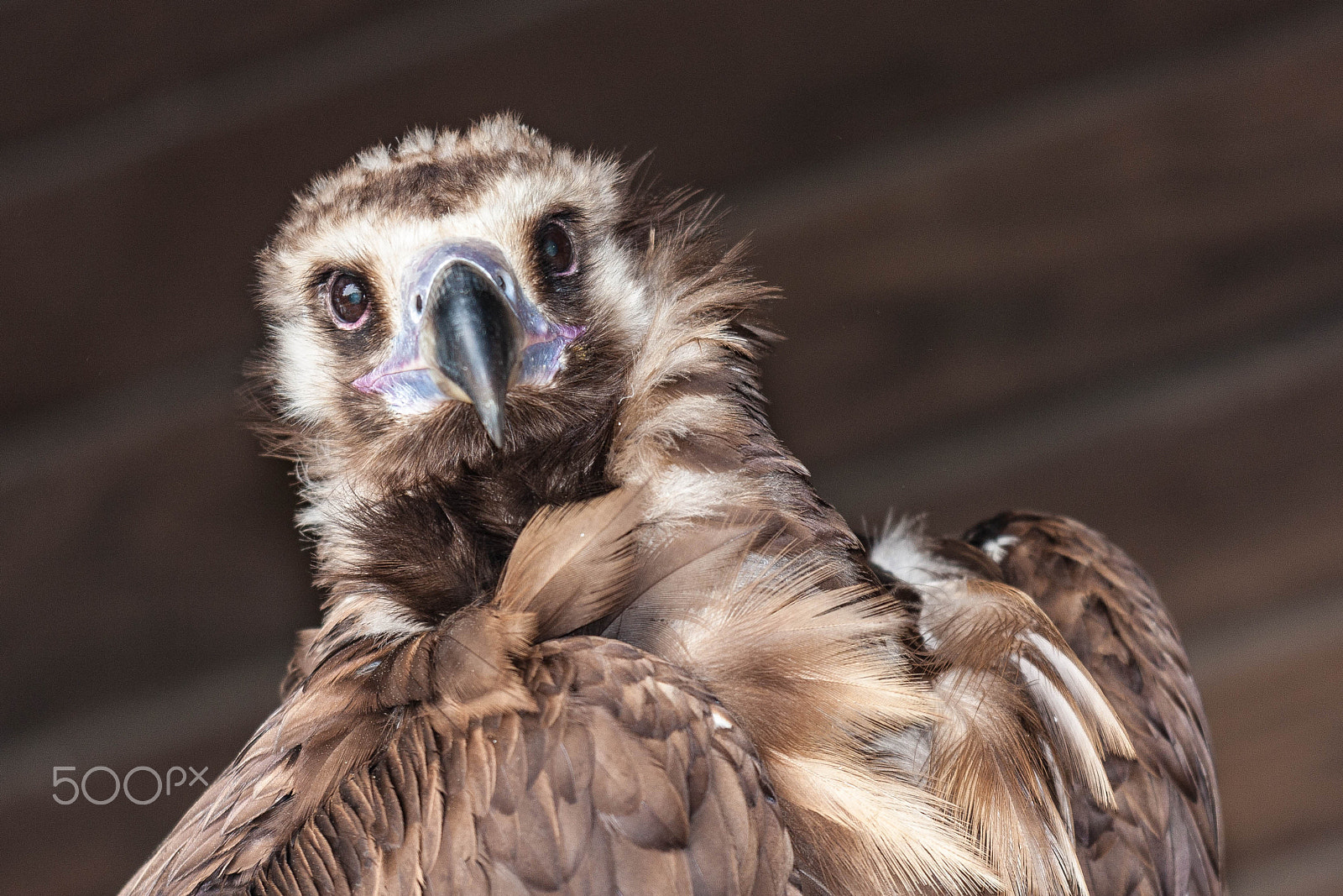 Canon EF 300mm F2.8L IS USM sample photo. Adler photography