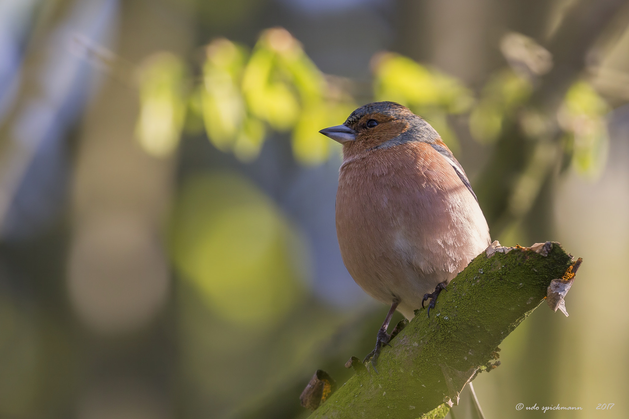 Canon EOS 6D + Canon EF 400mm F2.8L IS USM sample photo. Buchfink photography