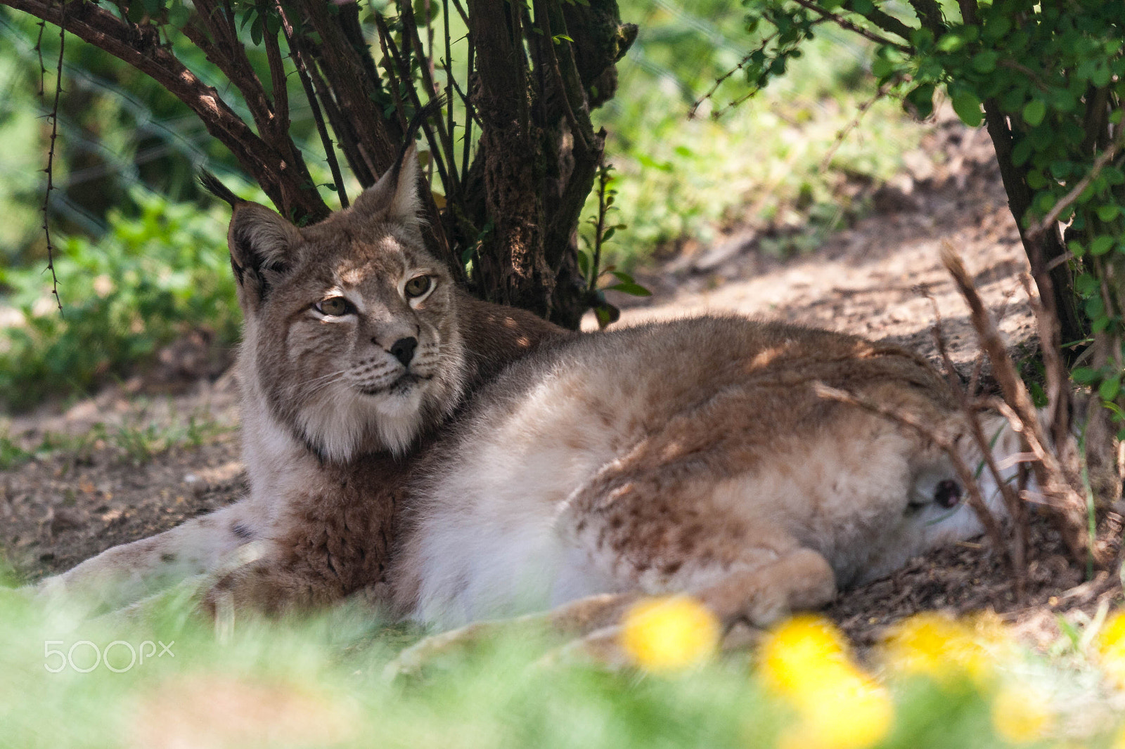 Canon EOS 40D sample photo. Luchs photography