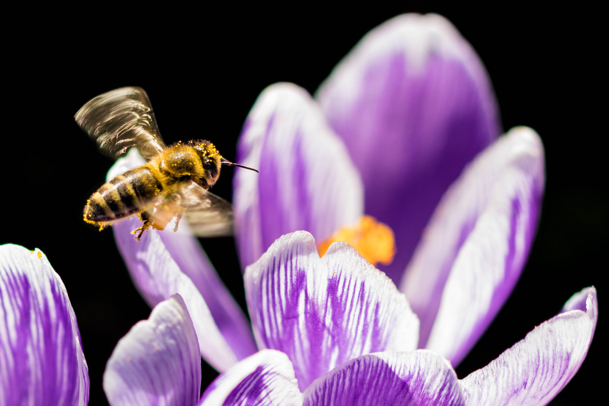 Sigma 105mm F2.8 EX DG OS HSM sample photo. Apis mellifera photography
