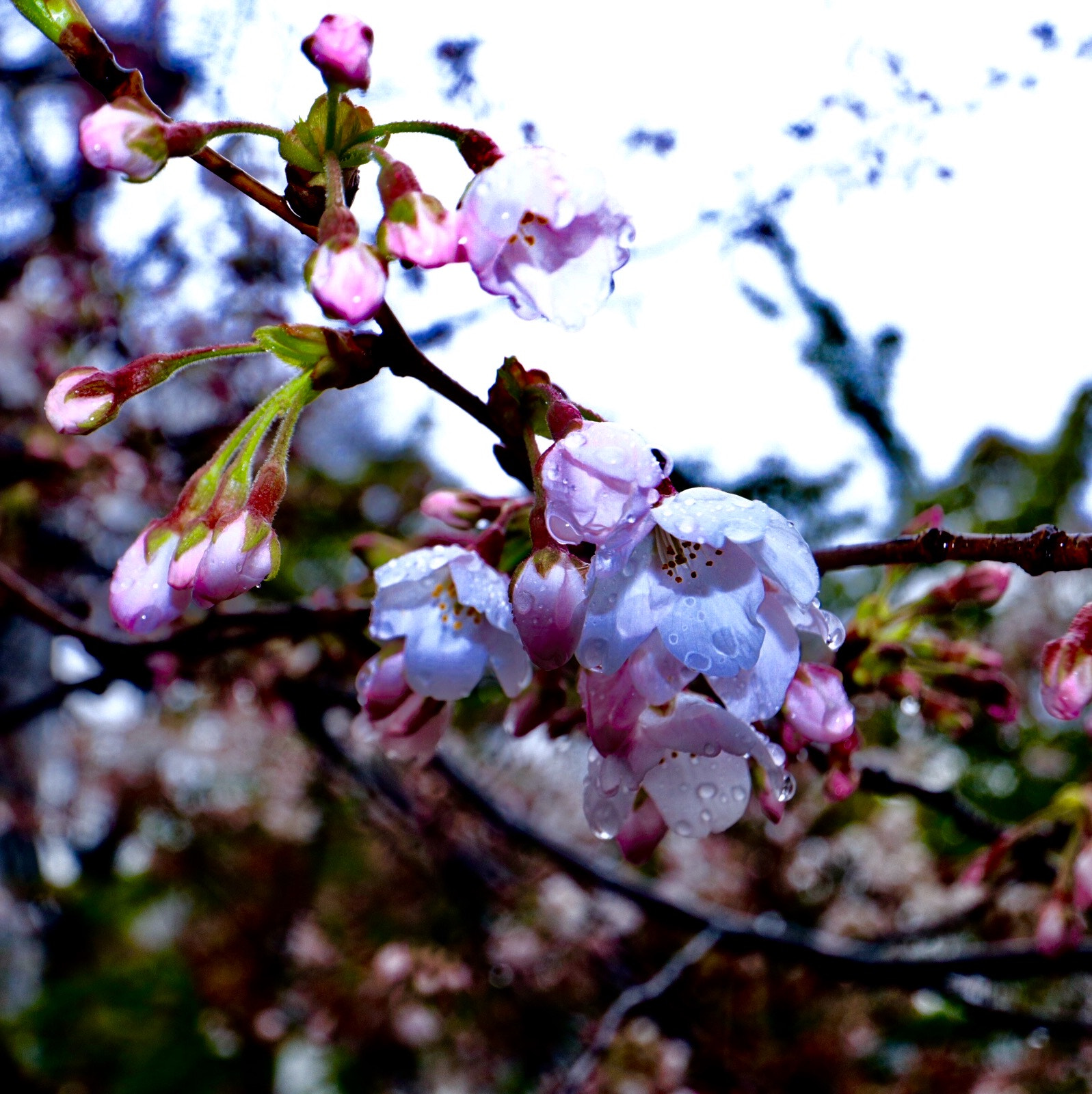 Canon EOS M5 + Canon EF-M 11-22mm F4-5.6 IS STM sample photo. Cherry tree to endure in the rain photography