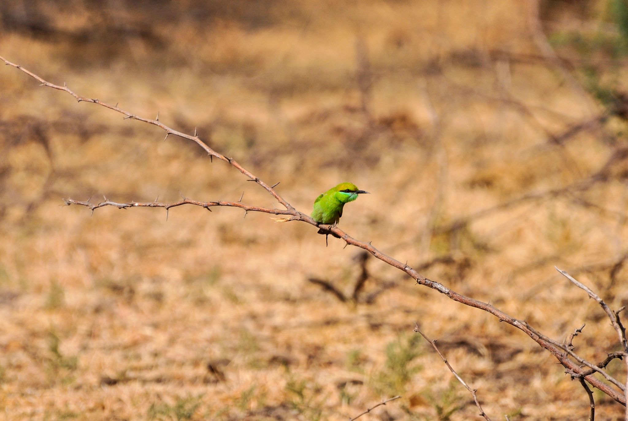 Nikon D90 sample photo. Bee eater photography