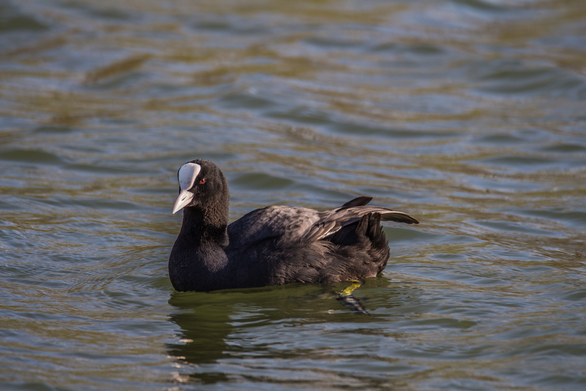 Tamron SP 150-600mm F5-6.3 Di VC USD sample photo. Fulica atra (foulque macroule) photography