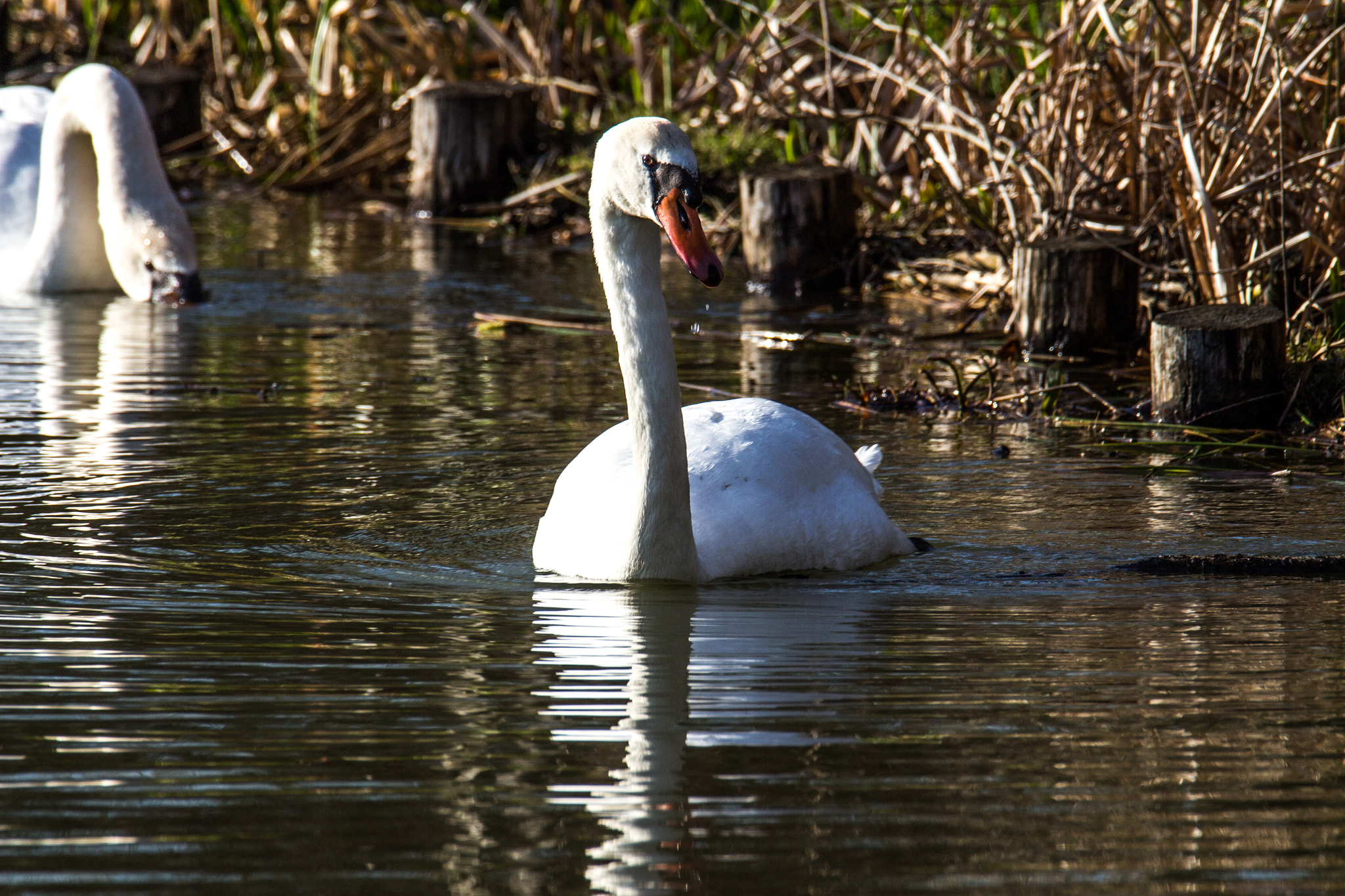 Tamron SP 150-600mm F5-6.3 Di VC USD sample photo. Hey you ! photography