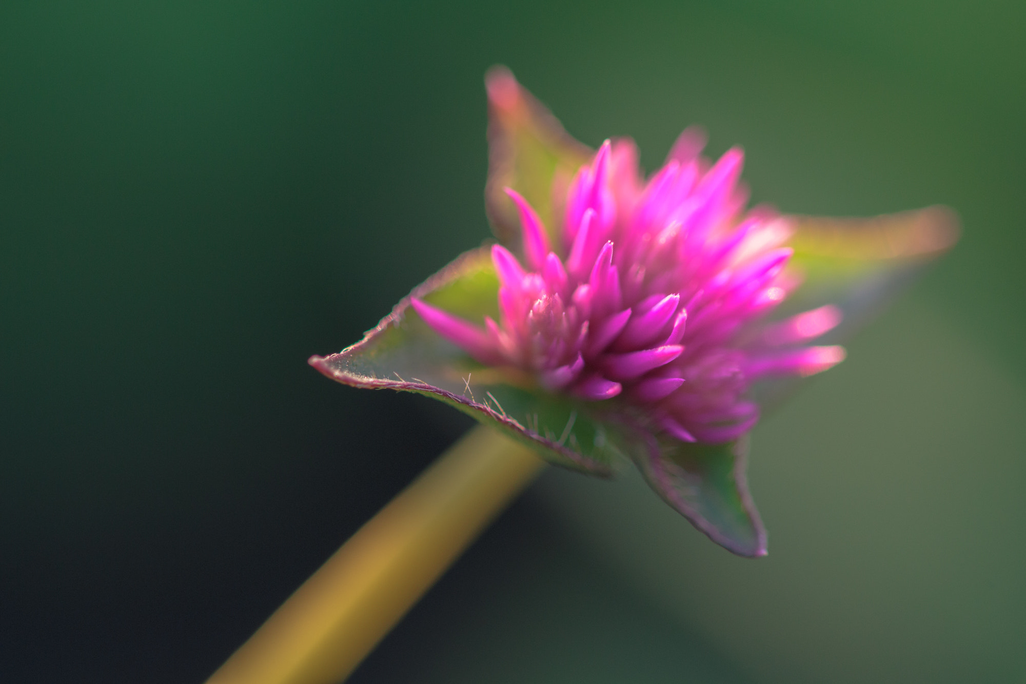 Sigma 105mm F2.8 EX DG OS HSM sample photo. Nature  photography