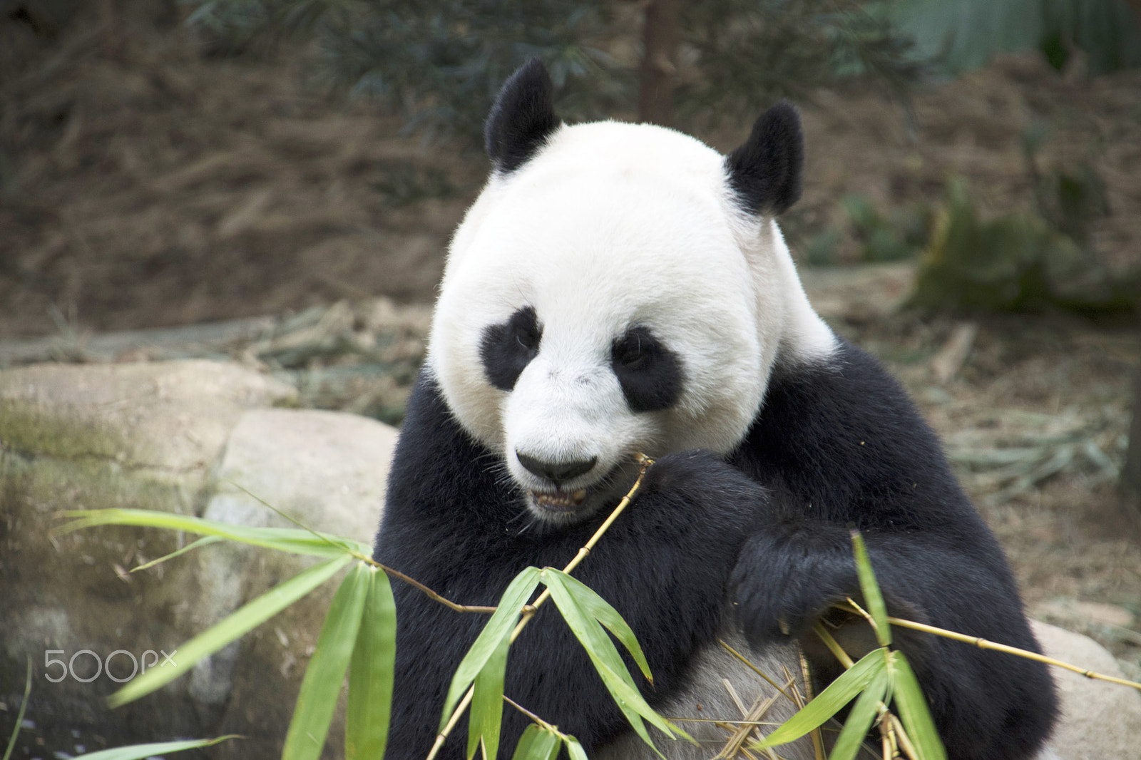Nikon D5500 sample photo. Panda eating photography