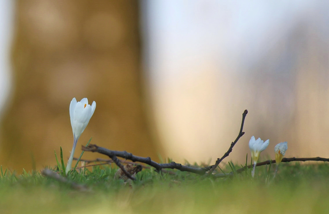 Canon EF-S 55-250mm F4-5.6 IS II sample photo. Spring photography