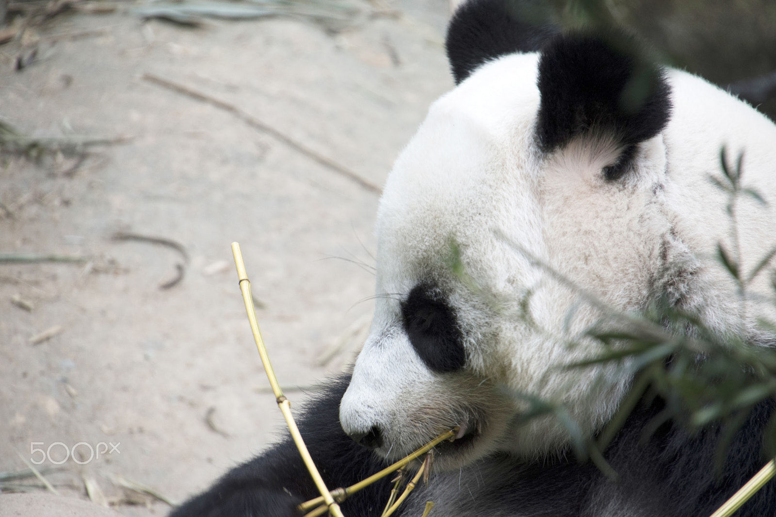 Nikon D5500 sample photo. Panda photography