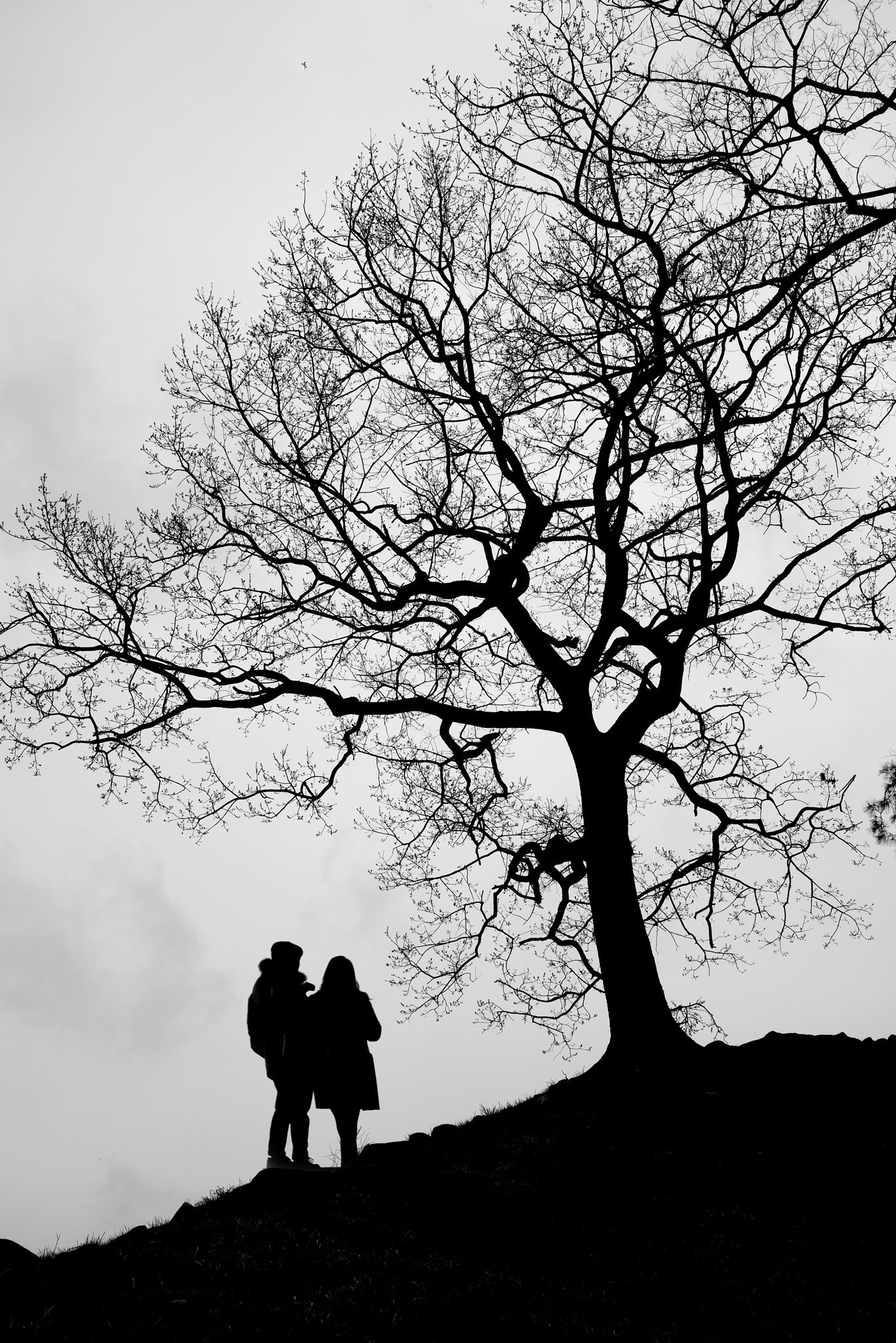 35mm F2.0 sample photo. Under the tree photography