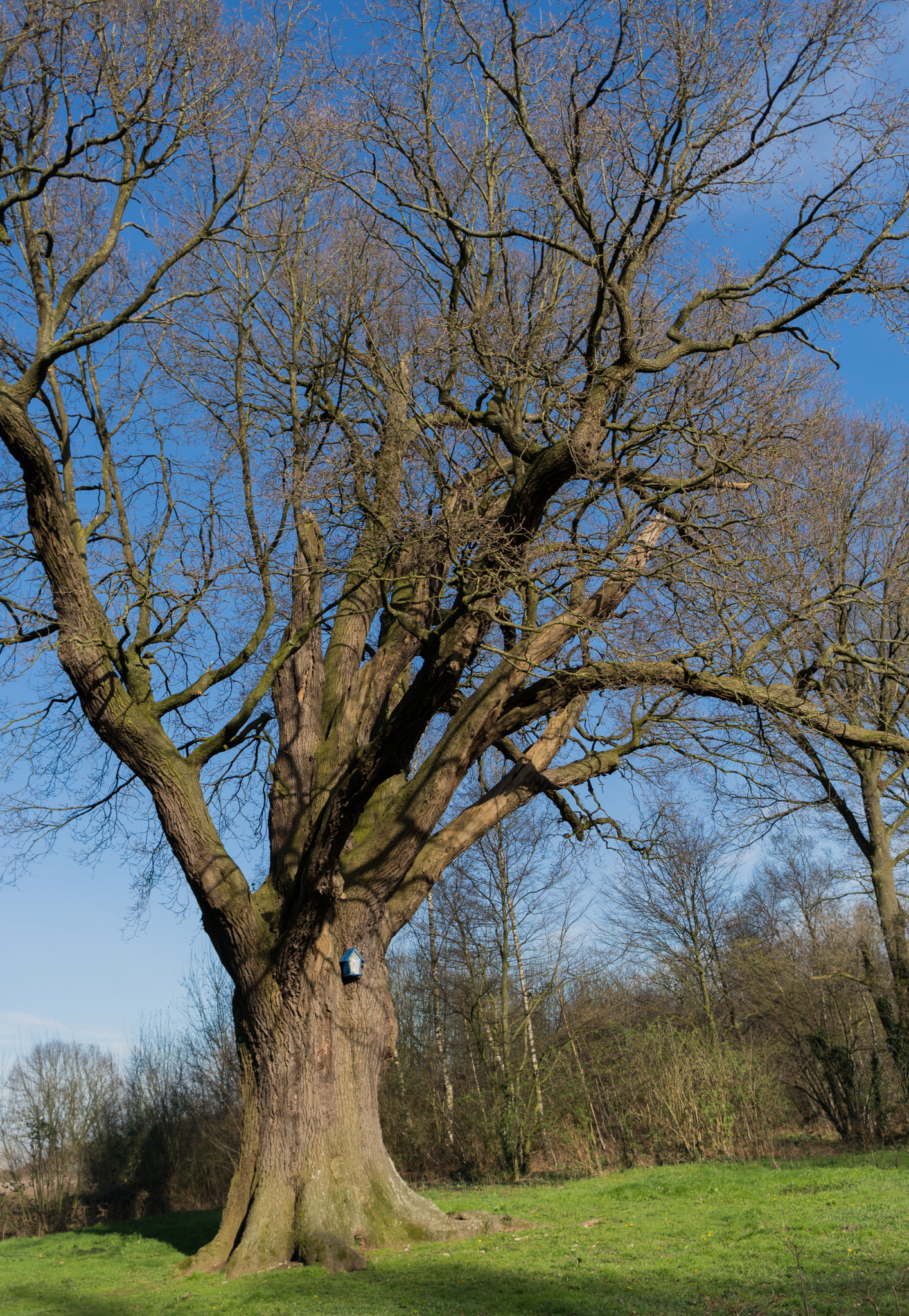 Sony E 20mm F2.8 sample photo. Tree. photography