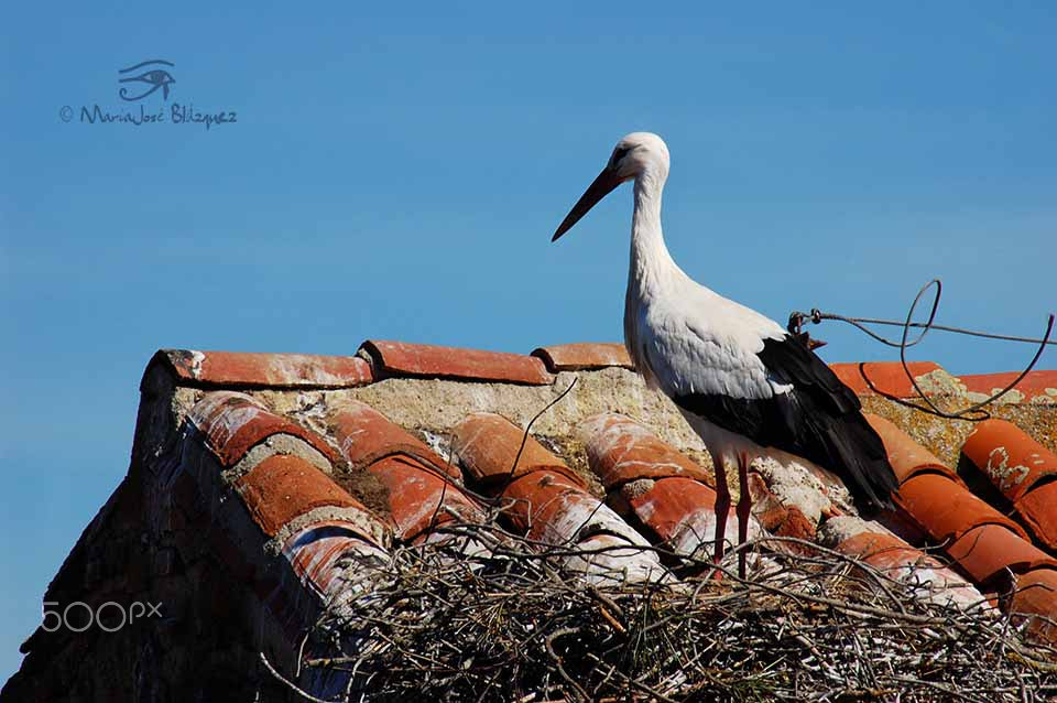 Nikon D40 sample photo. Expresion animal photography