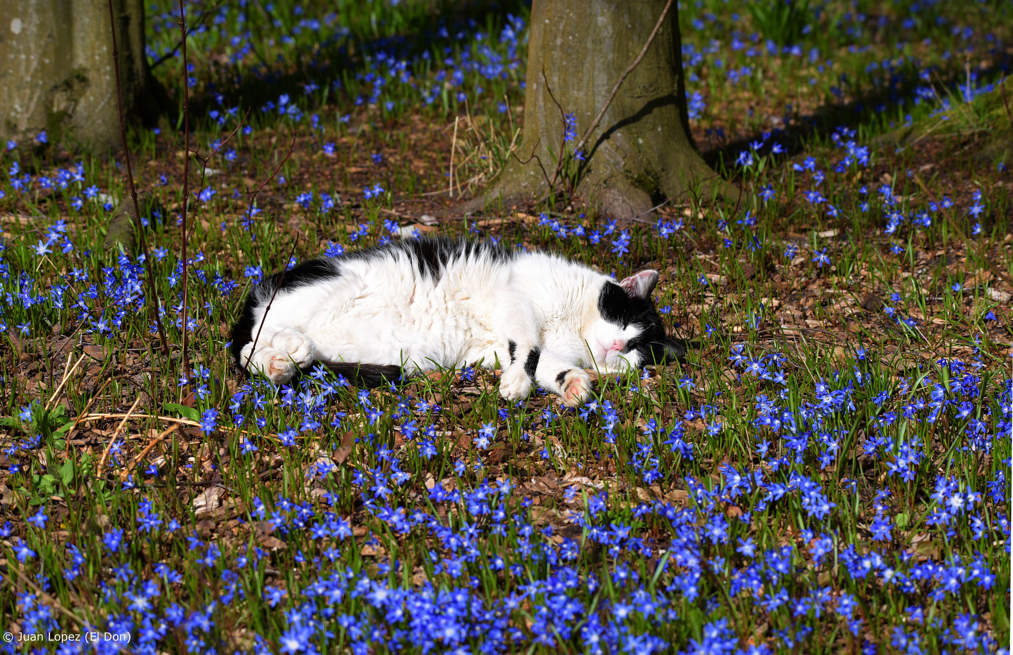 Sigma 150-600mm F5-6.3 DG OS HSM | S sample photo. Cat....... siesta..!! ;-) photography