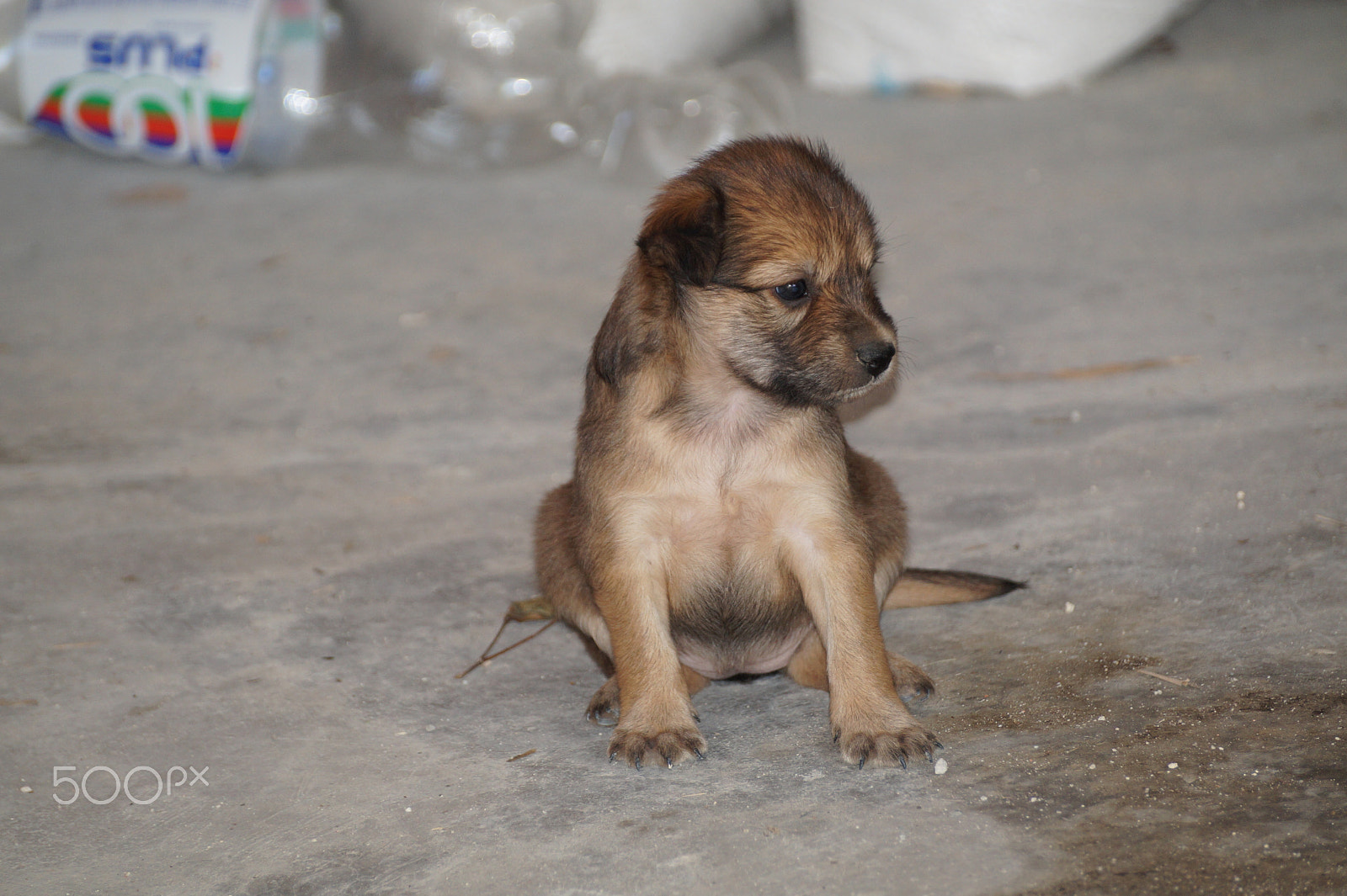 Sony DT 55-300mm F4.5-5.6 SAM sample photo. Little puppy photography