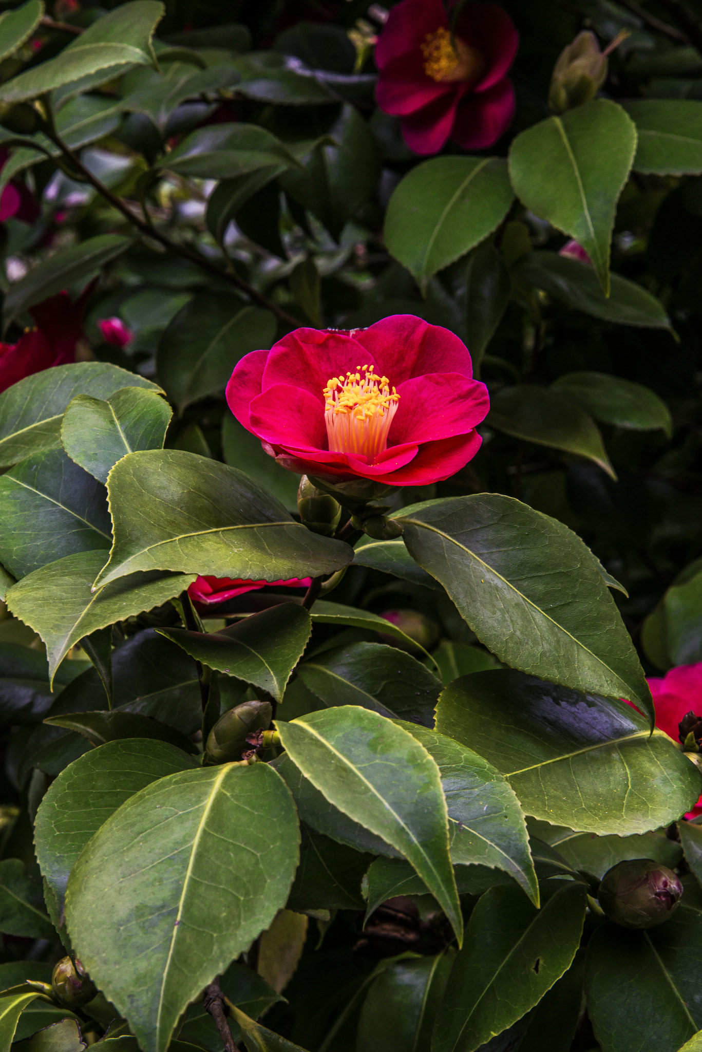 Nikon AF-S Nikkor 24-120mm F4G ED VR sample photo. Red emotional 3 photography