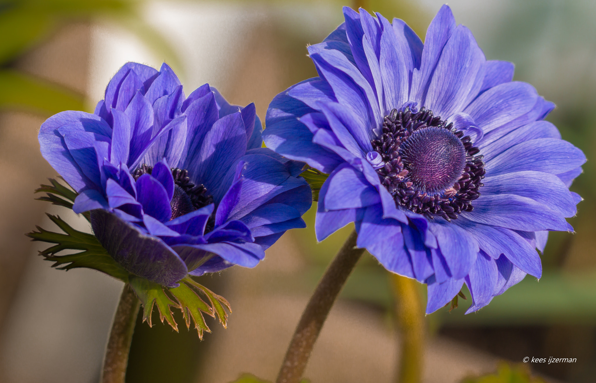 Sony Sonnar T* 135mm F1.8 ZA sample photo. Very nice twins. photography