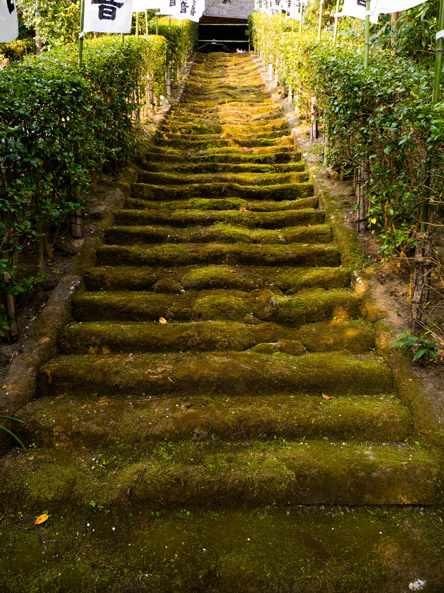 Olympus OM-D E-M10 sample photo. Mossed steps photography