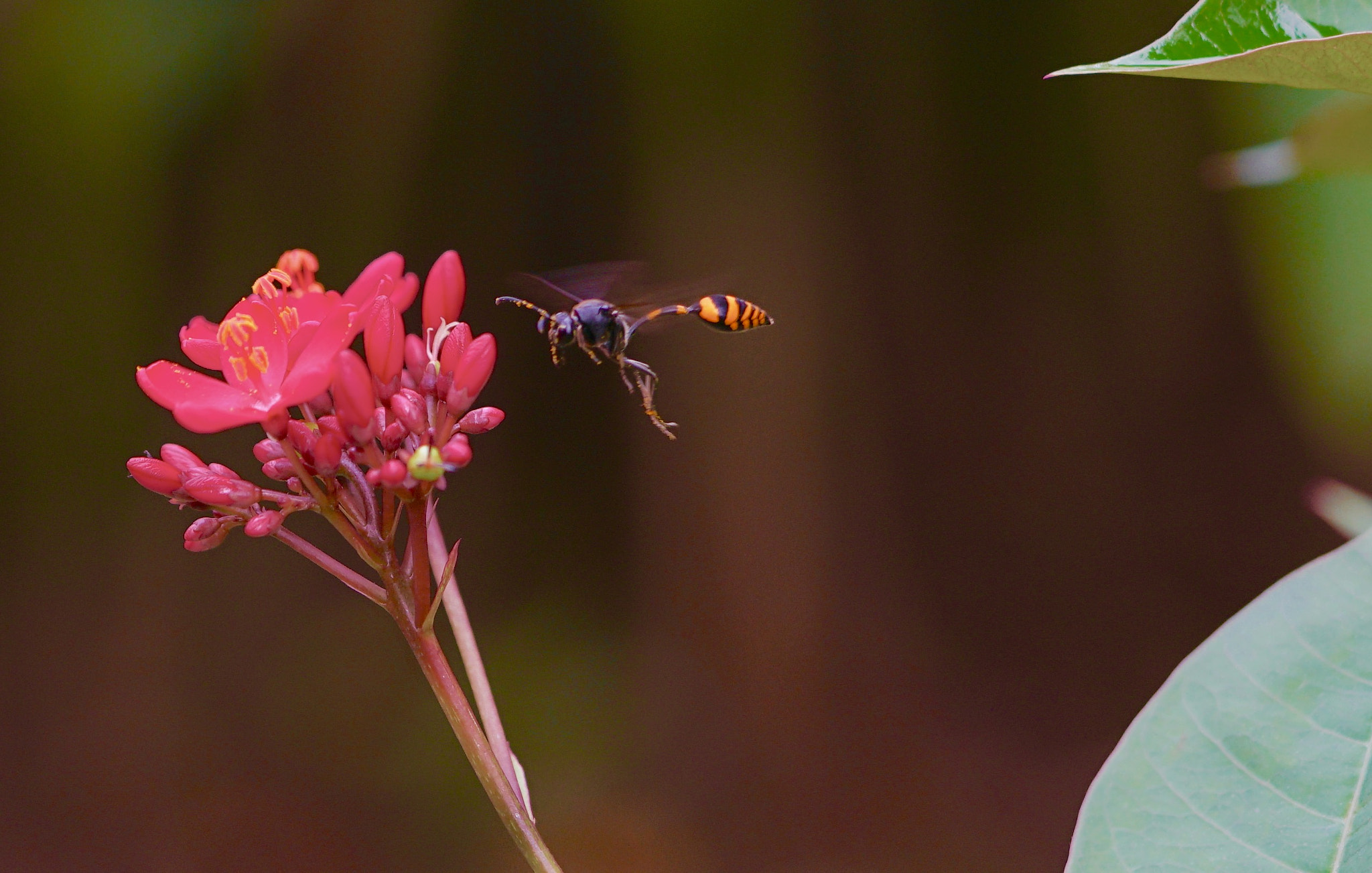 Sony a7R II + Sony FE 90mm F2.8 Macro G OSS sample photo