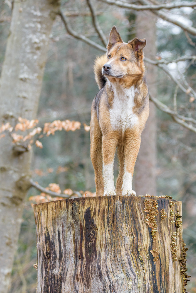 Nikon D7200 sample photo. Dog on the tree stump photography